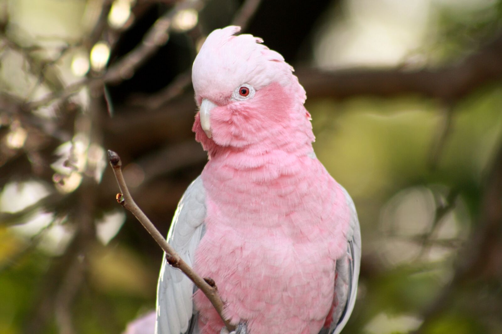 Canon EOS 1000D (EOS Digital Rebel XS / EOS Kiss F) sample photo. Galah, pink and grey photography