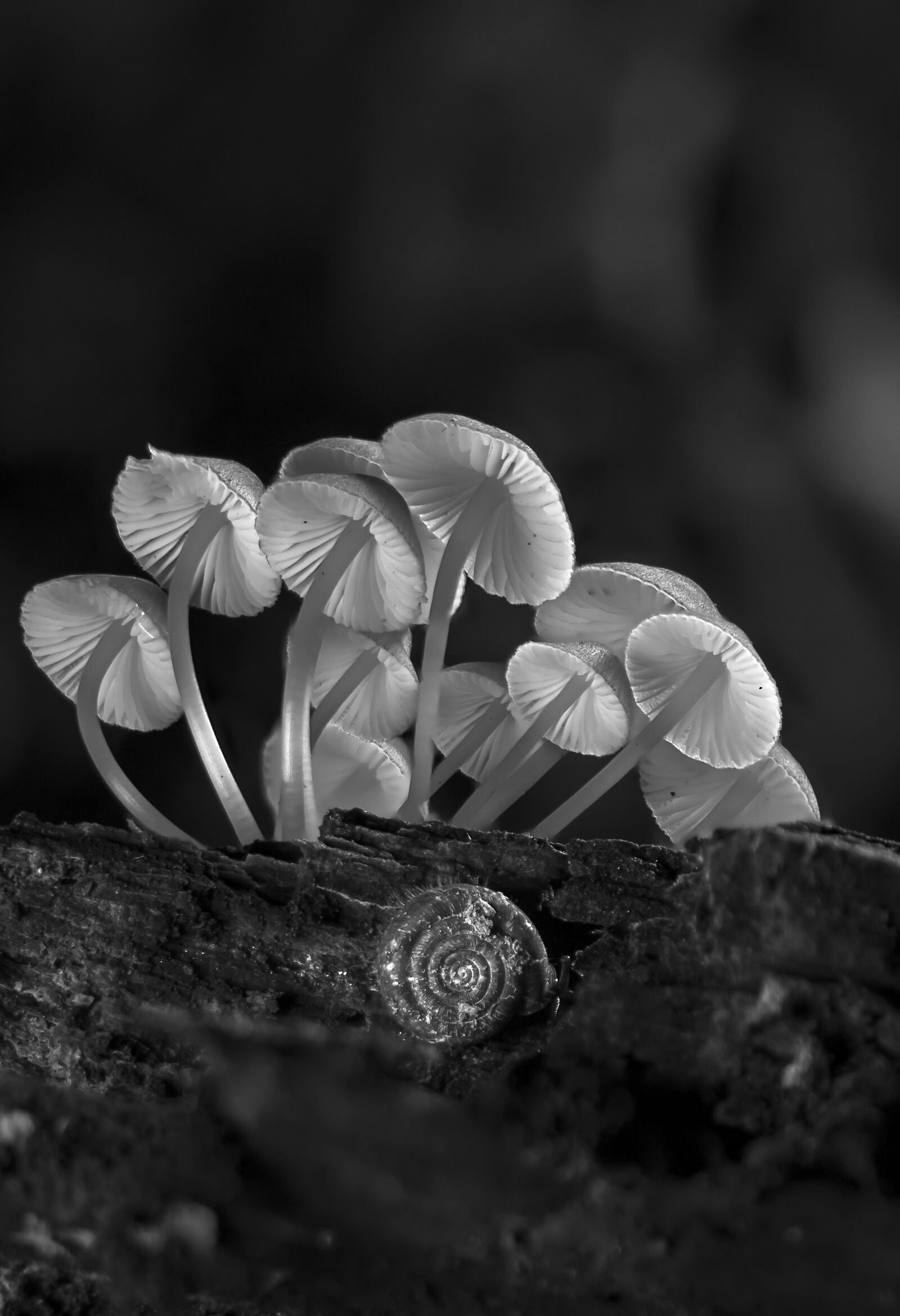 Tamron SP AF 60mm F2 Di II LD IF Macro sample photo. Mushroom, small mushroom, snail photography