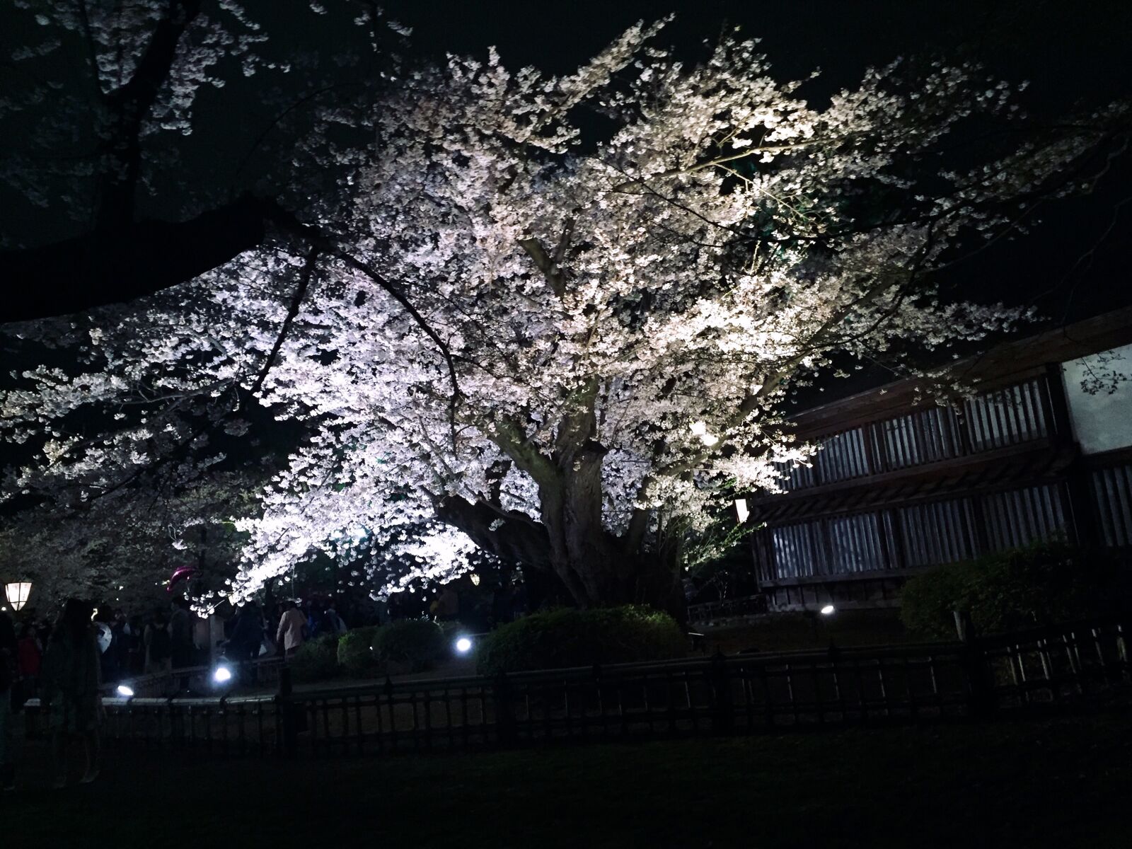 iPhone 6 back camera 4.15mm f/2.2 sample photo. Do night, dark, blossoms photography