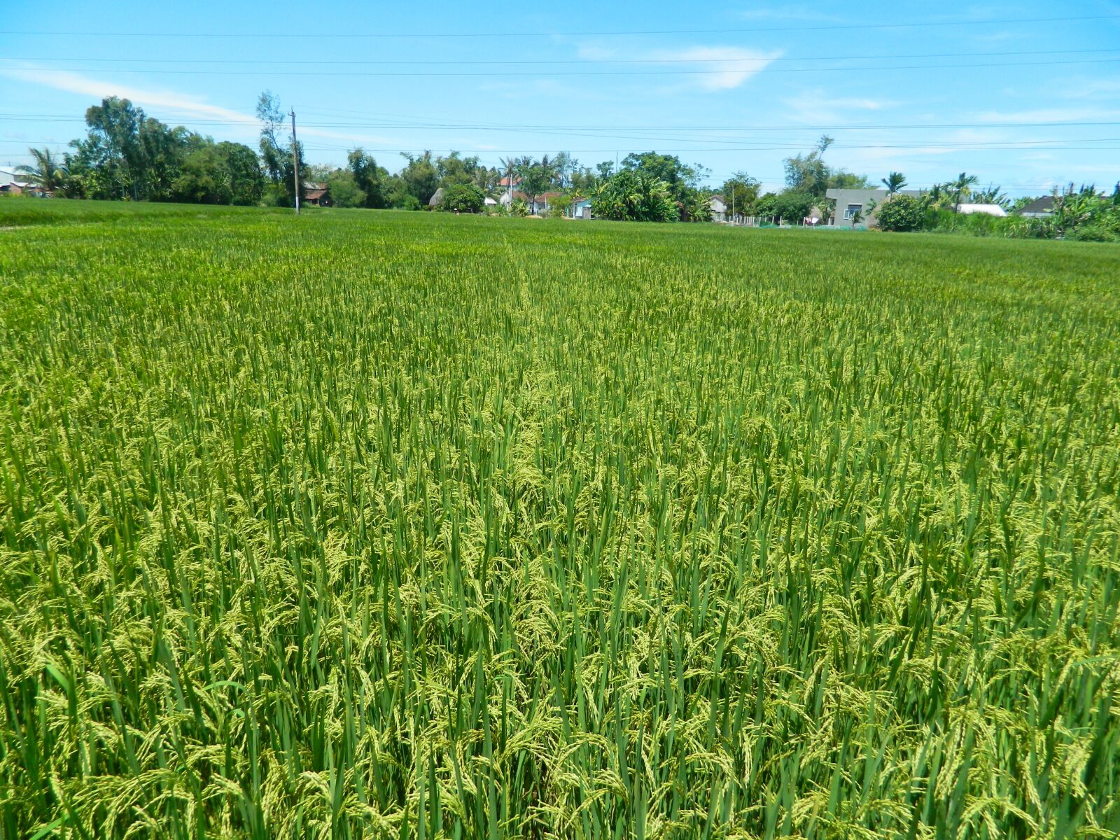 Nikon Coolpix L120 sample photo. Rice fields, rice, silk photography