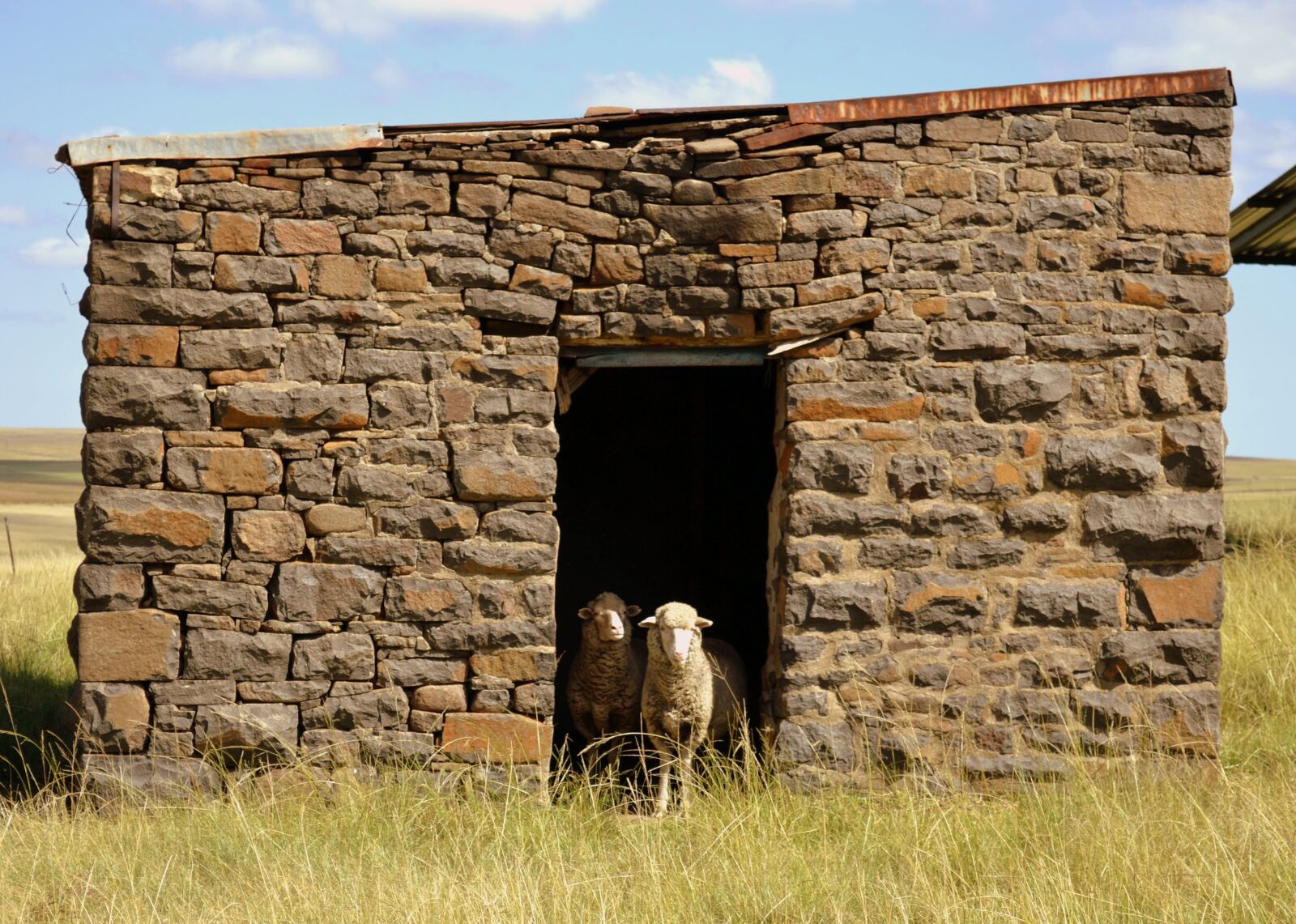 Nikon D3100 sample photo. Building, sheep, countryside photography