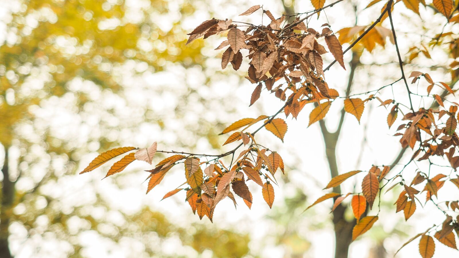 Olympus OM-D E-M5 II + Olympus M.Zuiko Digital ED 12-40mm F2.8 Pro sample photo. Autumn, yellow leaves, photography photography