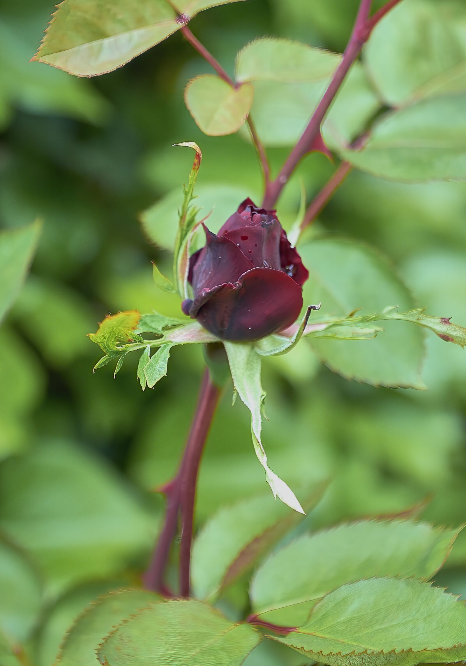 Nikon D7200 sample photo. Rosa, red, beauty photography