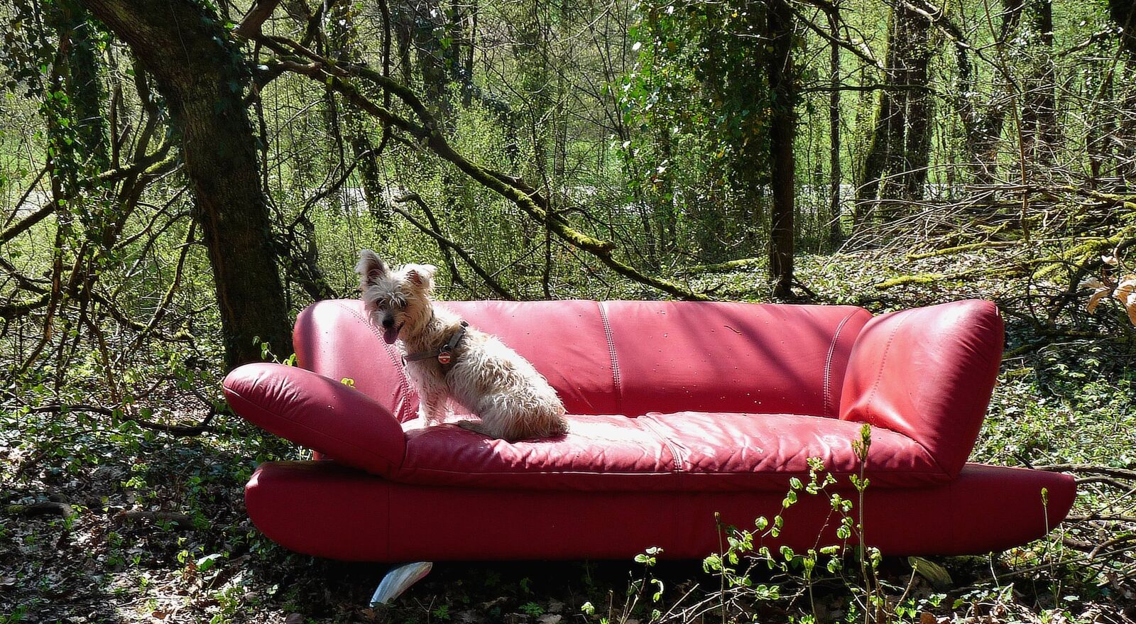 Panasonic Lumix DMC-FZ28 sample photo. Red sofa, forest, still photography
