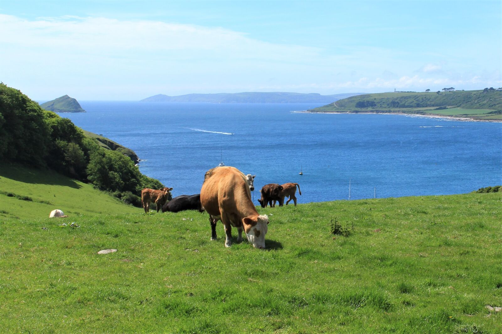 Canon EOS 700D (EOS Rebel T5i / EOS Kiss X7i) sample photo. Cow, coast, view photography