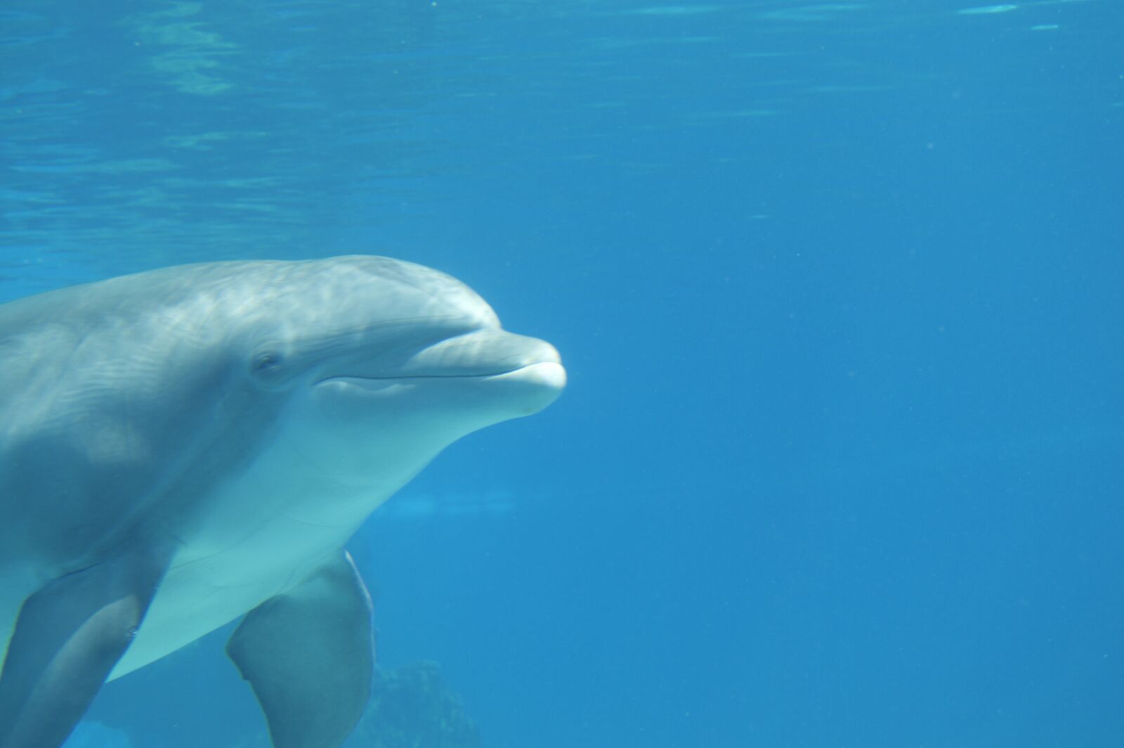 Nikon D3200 sample photo. Water, dolphin, blue photography