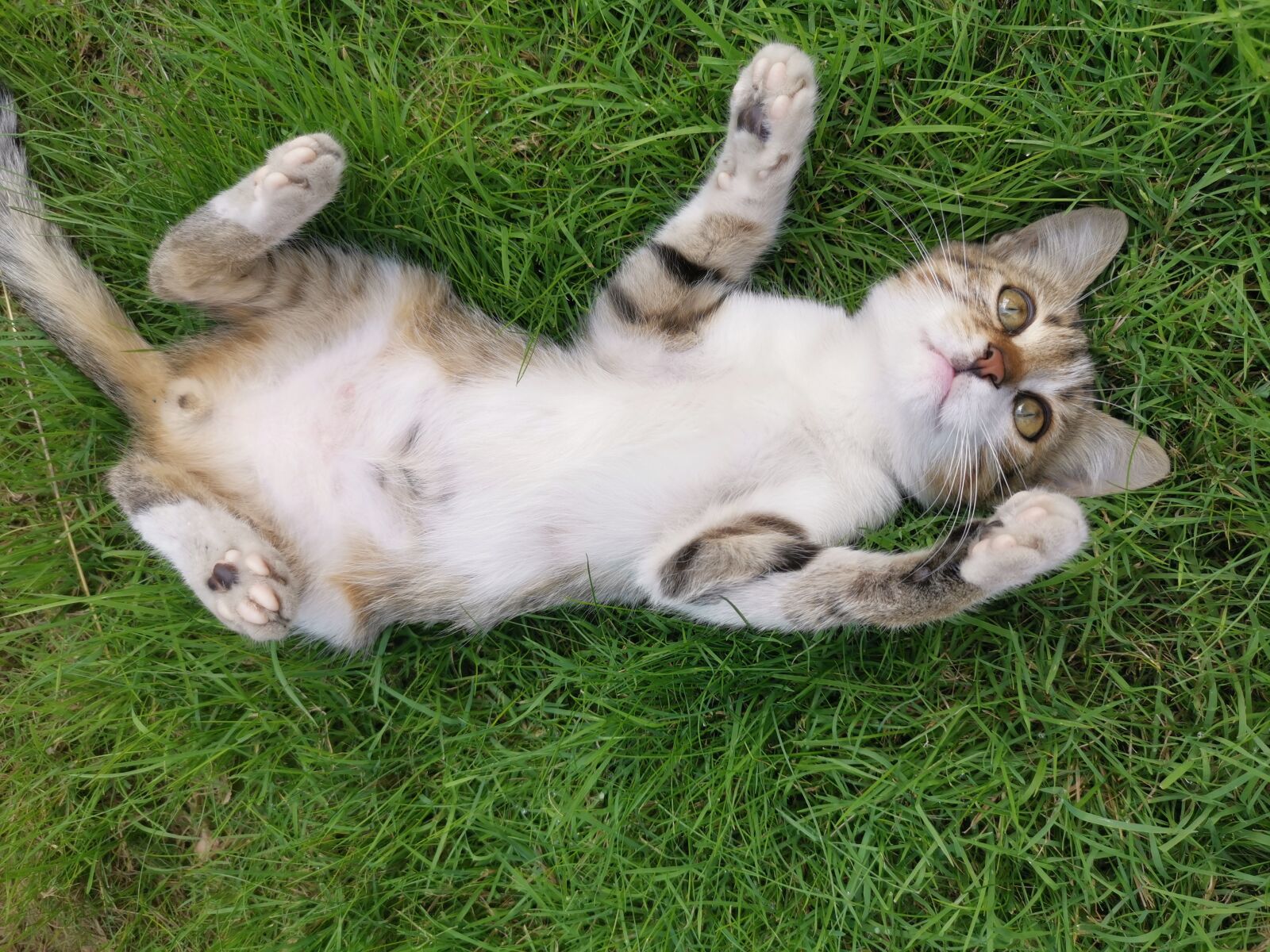 HUAWEI LYA-L29 sample photo. Cat, happy, grass photography