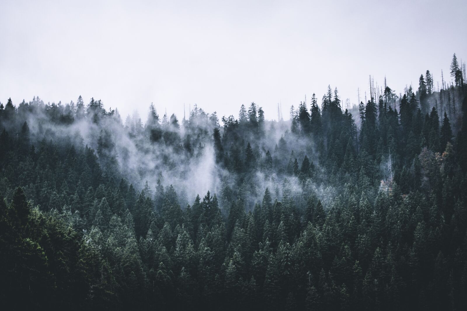 Nikon D5300 sample photo. Forest, fog, clouds photography