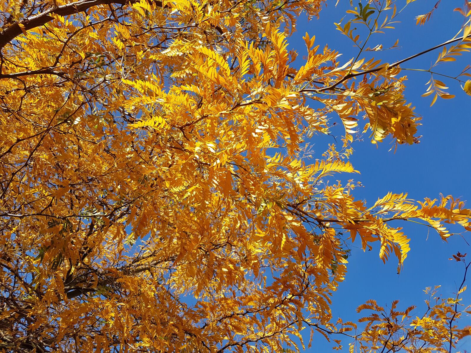 Samsung Galaxy S7 sample photo. Tree, autumn, leaves photography