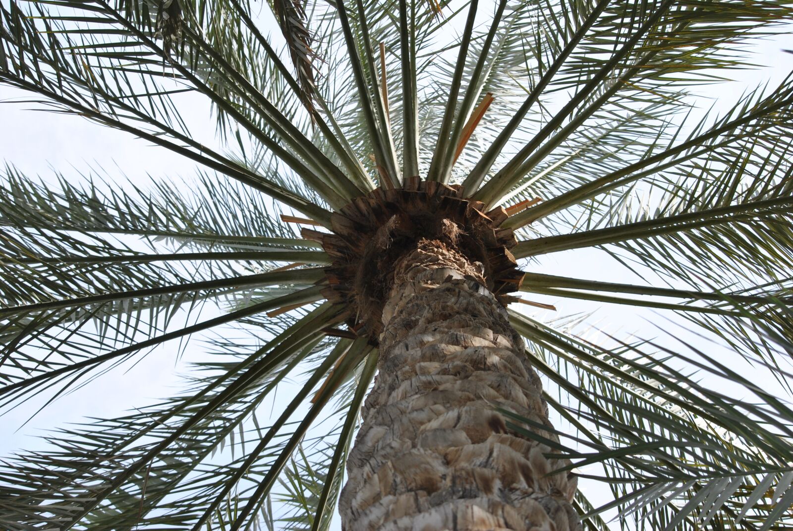 Nikon D3000 sample photo. Palma, tree, nature photography