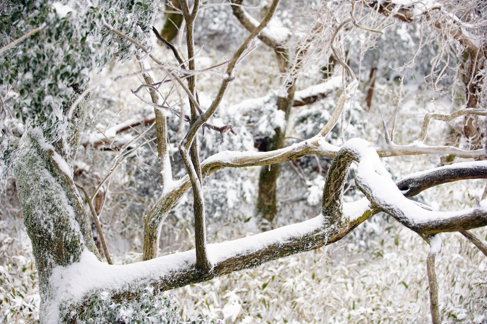 Canon EF 70-200mm F2.8L USM sample photo. Snow, white, winter photography