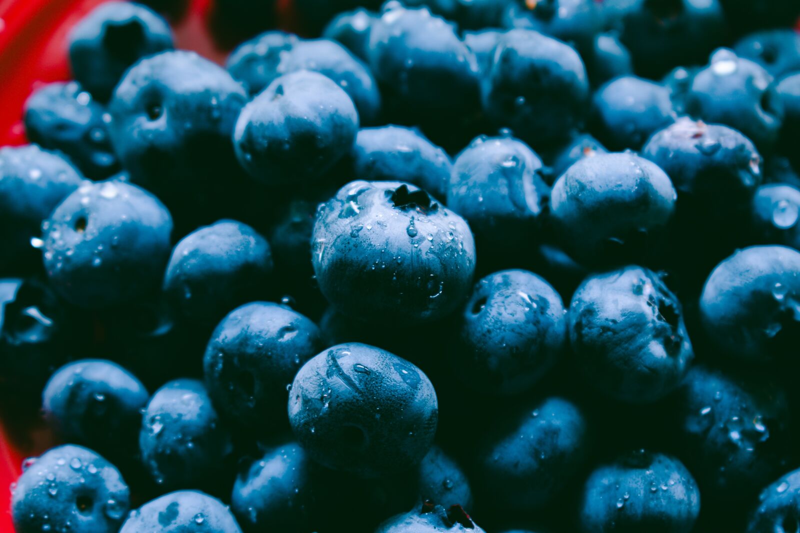 Nikon D5600 sample photo. Blueberry, berry, fruit photography