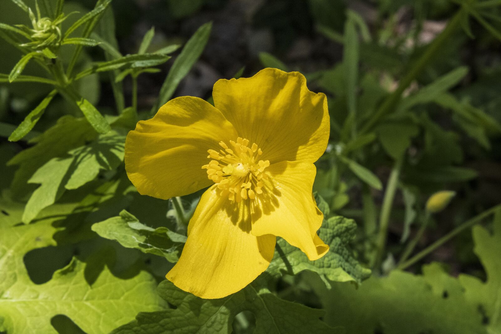Canon EOS 2000D (EOS Rebel T7 / EOS Kiss X90 / EOS 1500D) sample photo. Yellow flower, yellow, flower photography