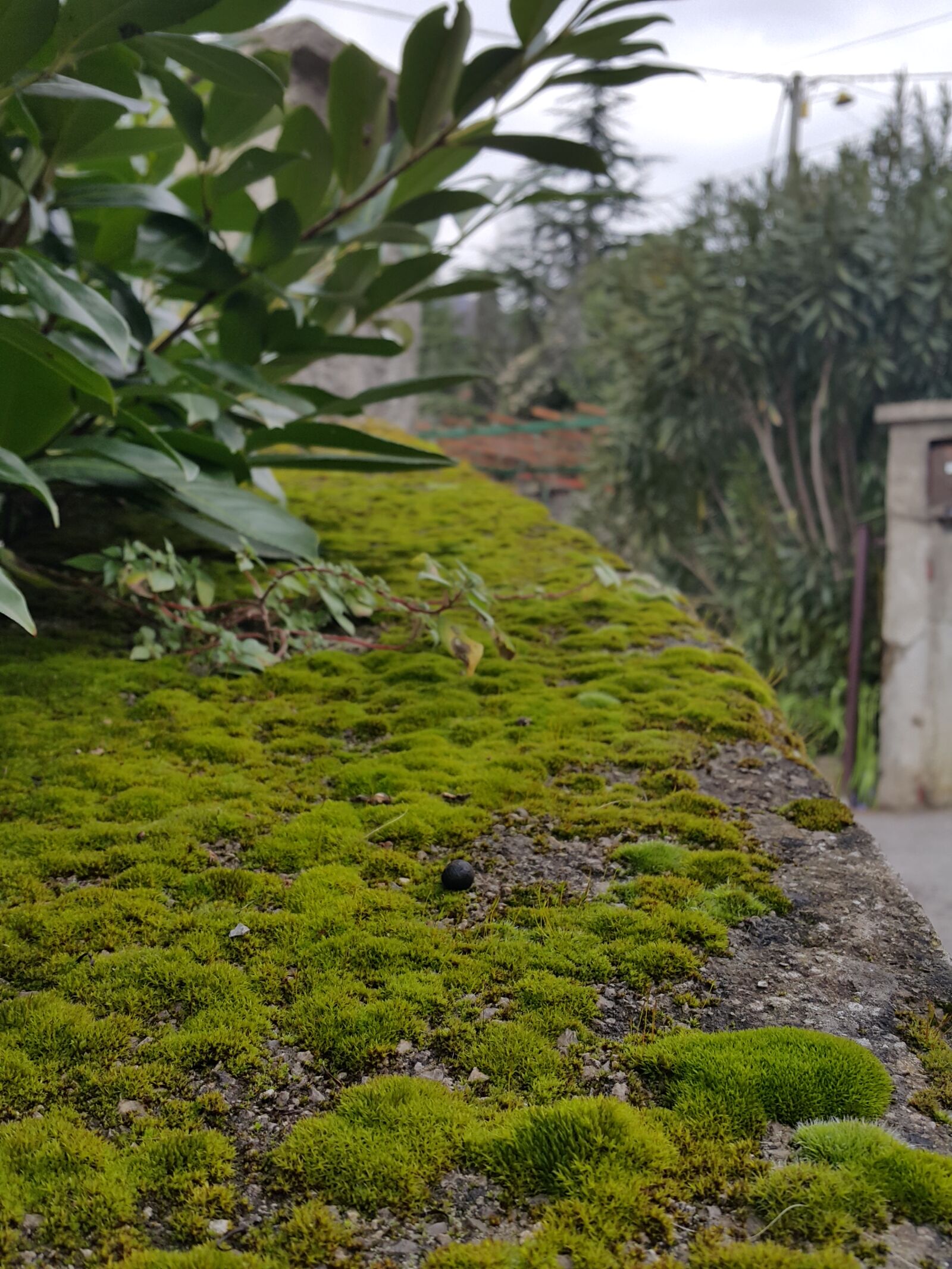 Samsung Galaxy Note4 sample photo. Black, green, leaves, moss photography