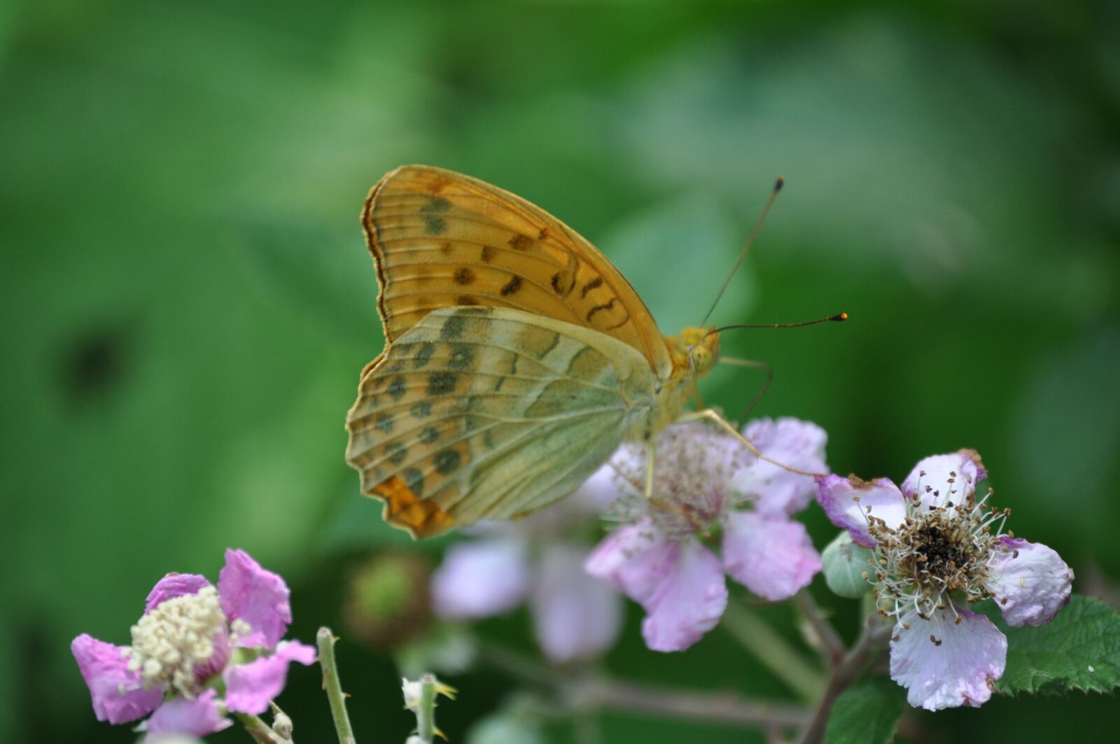 Nikon D5000 sample photo. Montemonaco, butterfly, insects photography