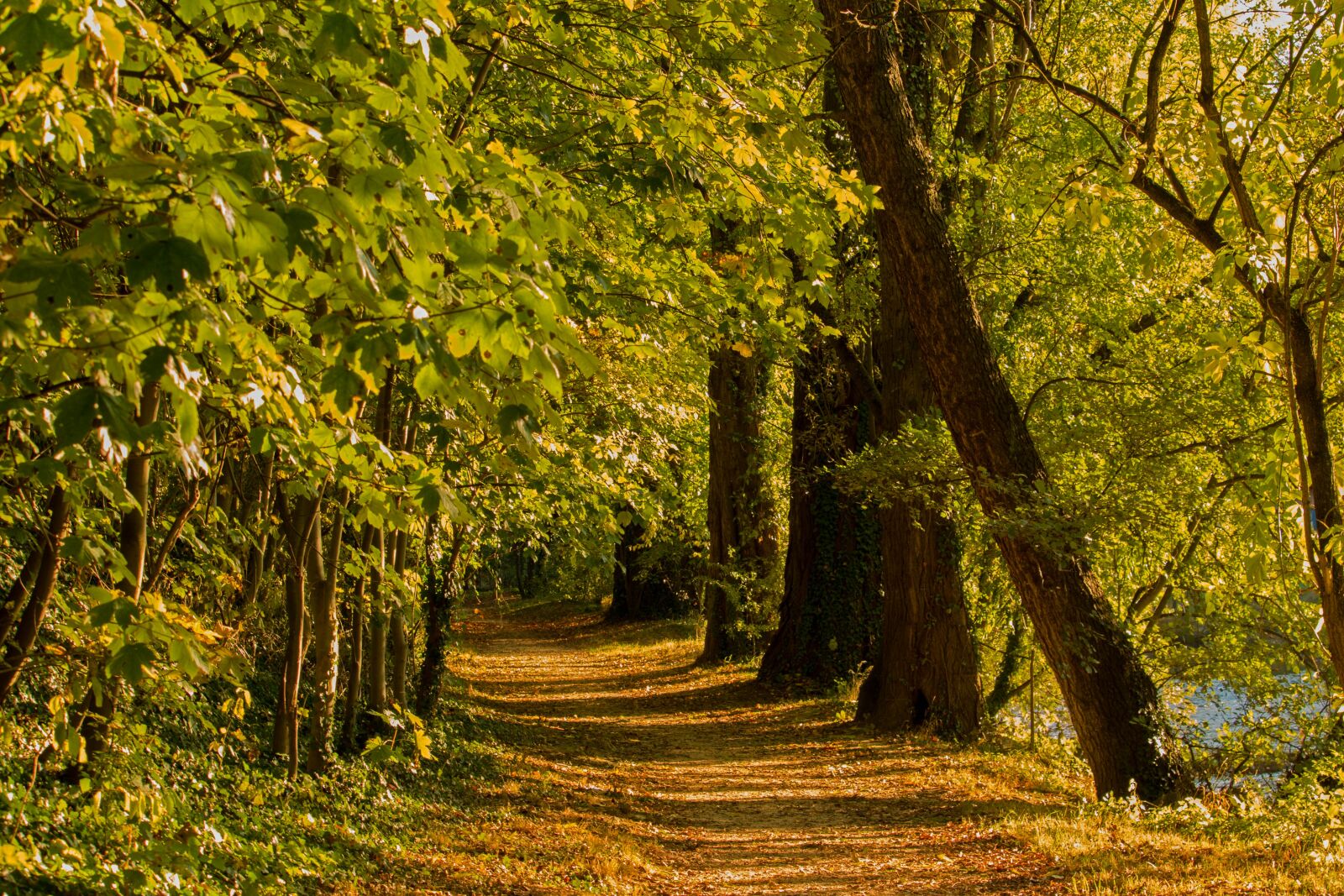Canon EF-S 55-250mm F4-5.6 IS STM sample photo. Forest path, autumn, forest photography
