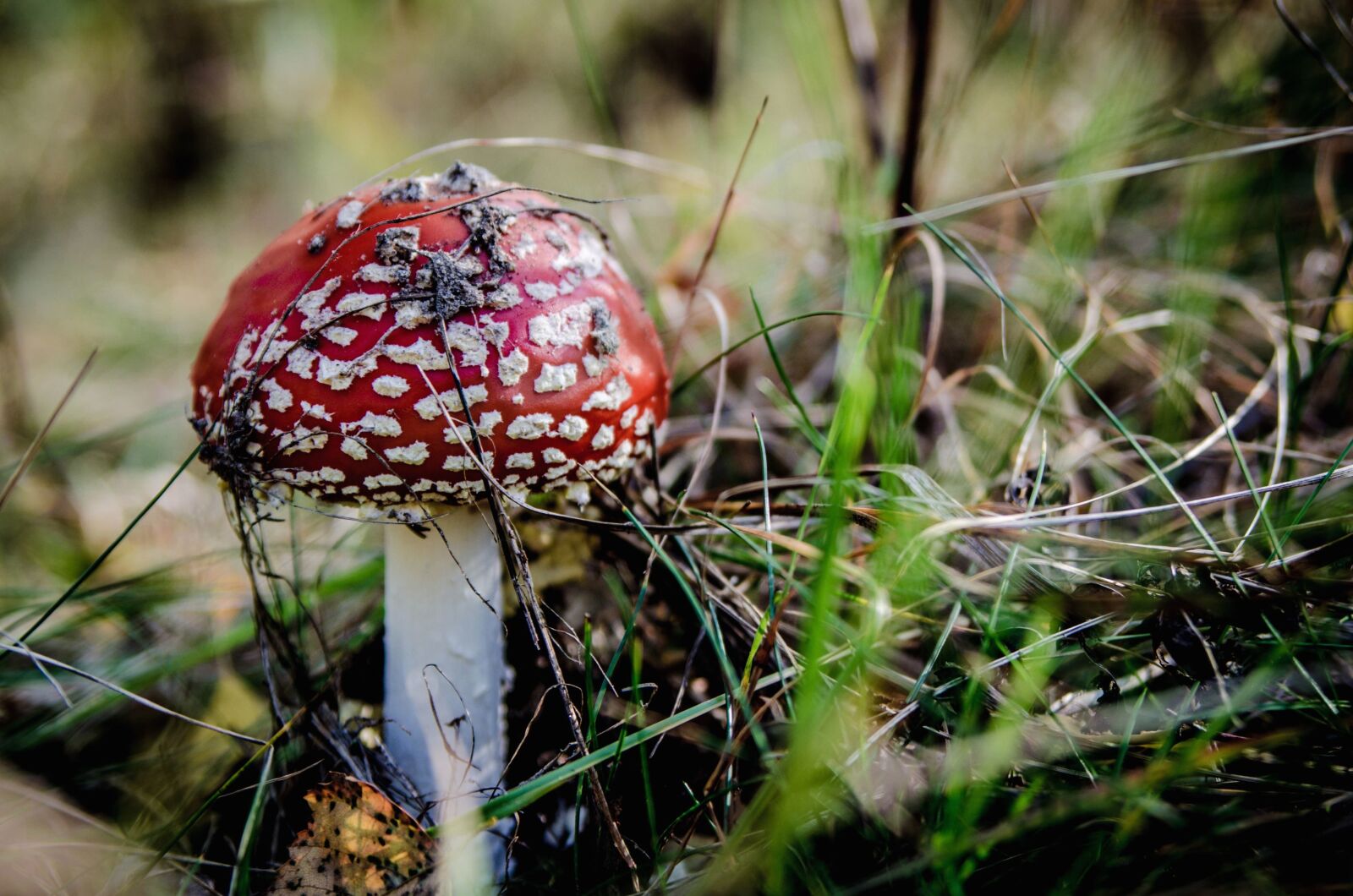 Nikon D5100 sample photo. Mushroom, grass, forest, plant photography