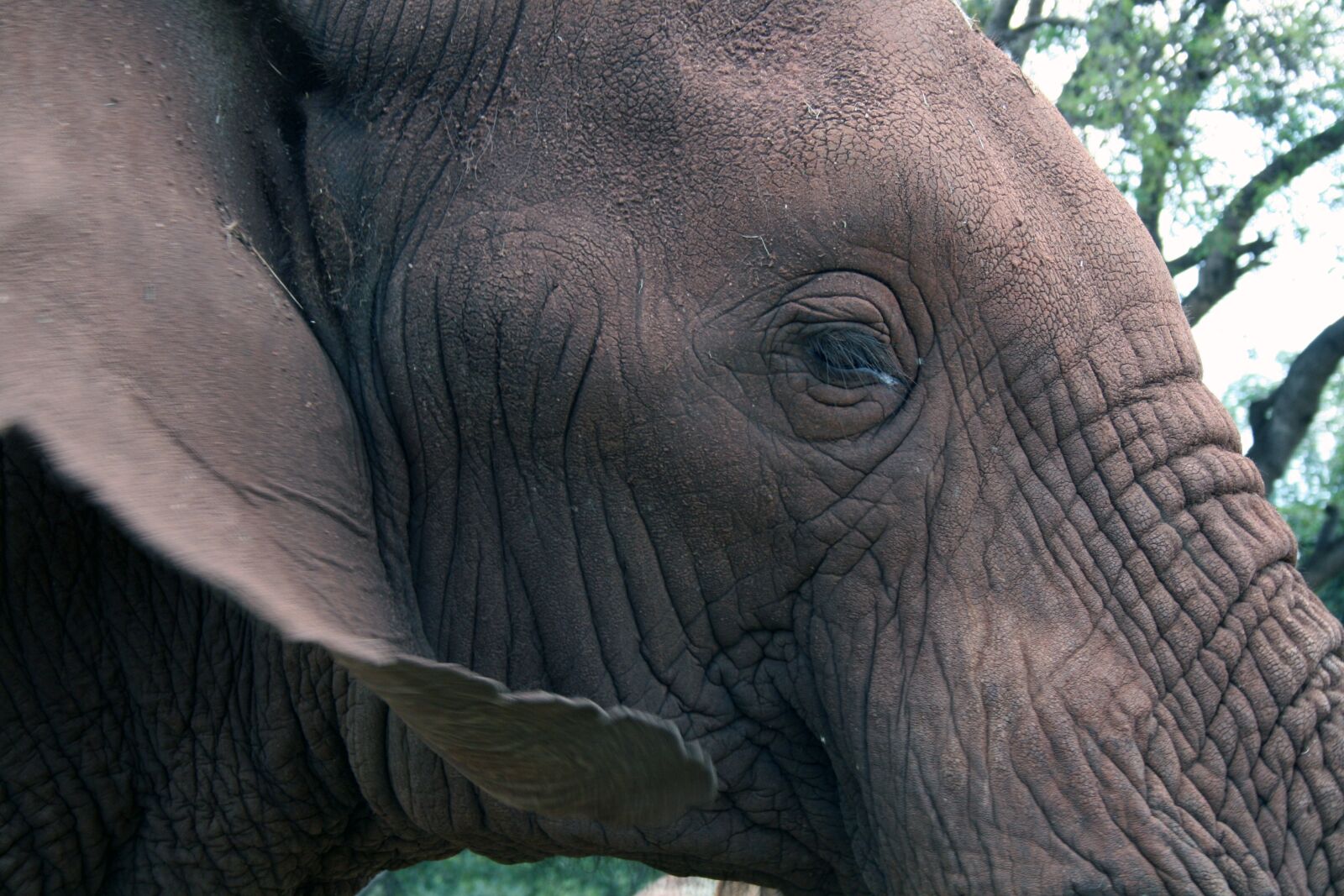 Canon EOS 400D (EOS Digital Rebel XTi / EOS Kiss Digital X) sample photo. African elephant, eye, ear photography