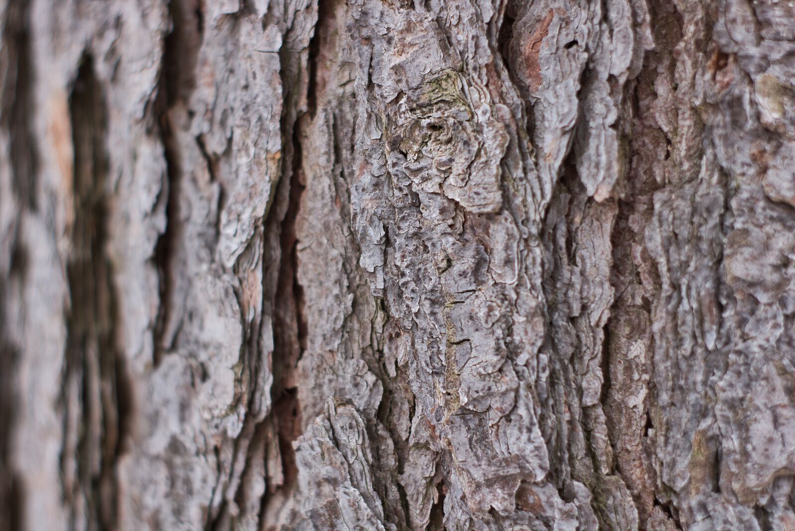 Canon EOS 750D (EOS Rebel T6i / EOS Kiss X8i) sample photo. Background, log, wood photography
