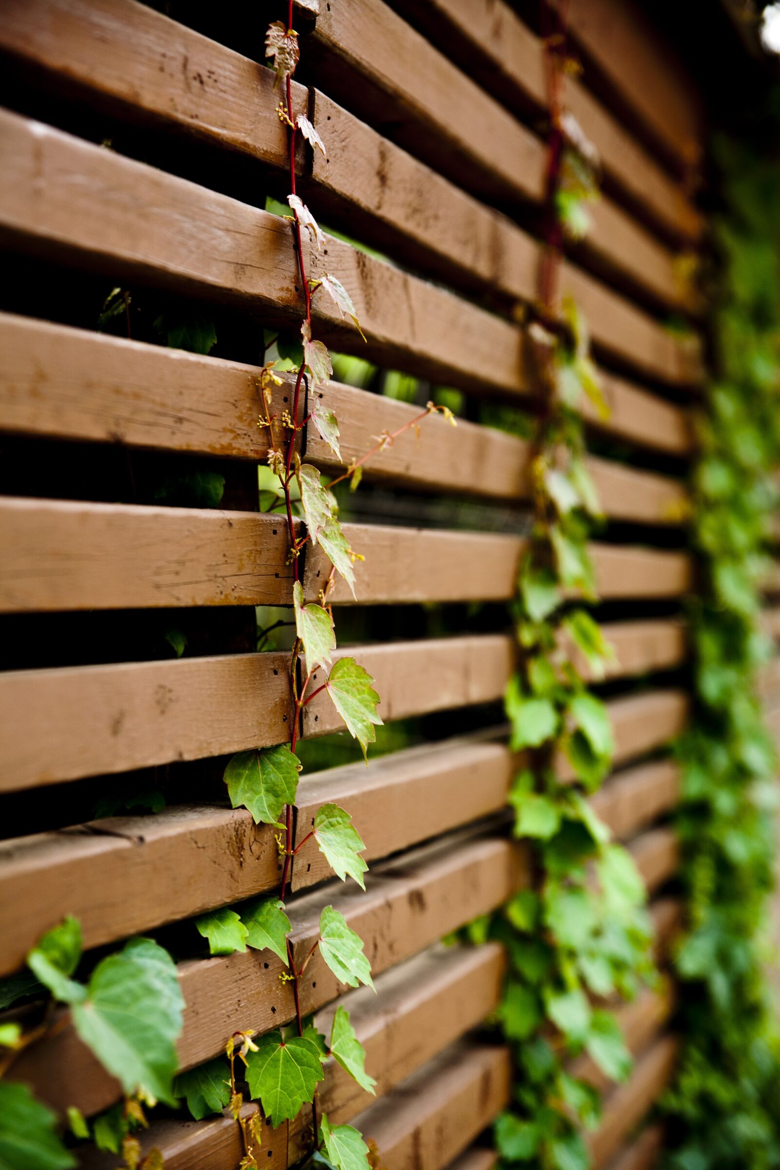 Canon EOS 5D sample photo. Vine, plants, the leaves photography