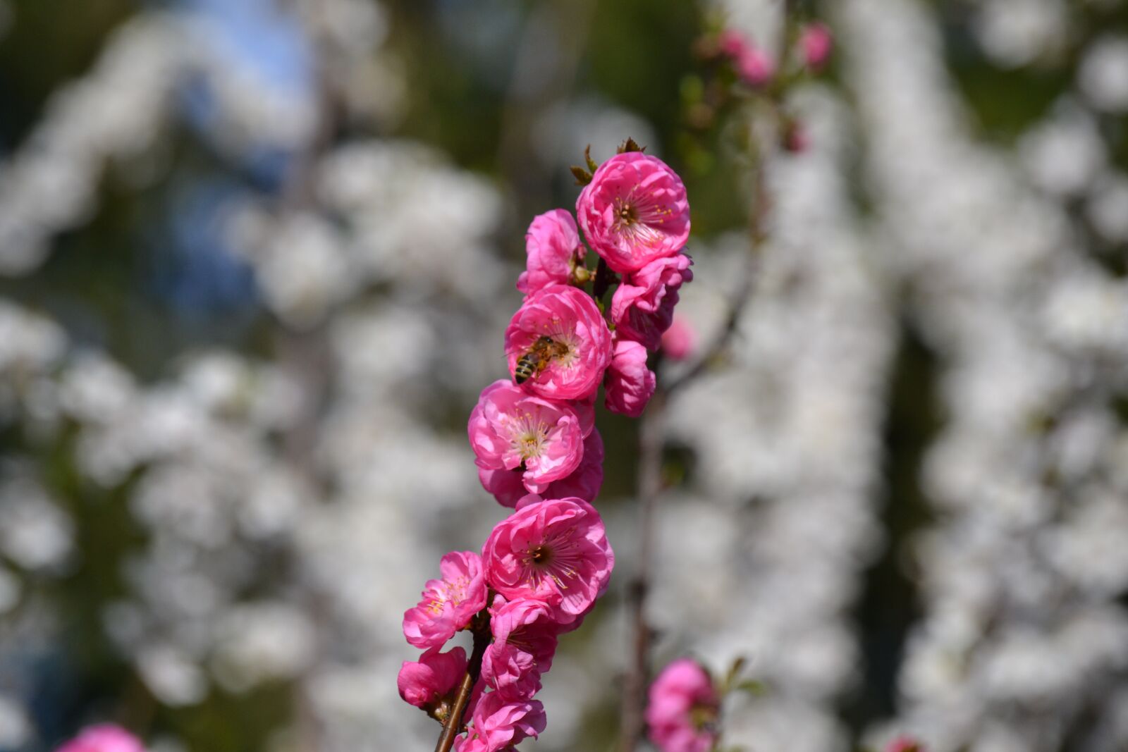 Nikon D3100 sample photo. Flowers, tree, branch photography