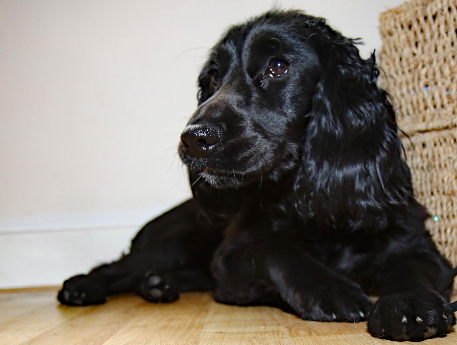 Canon EOS 760D (EOS Rebel T6s / EOS 8000D) sample photo. Cocker spaniel, spaniel, pet photography