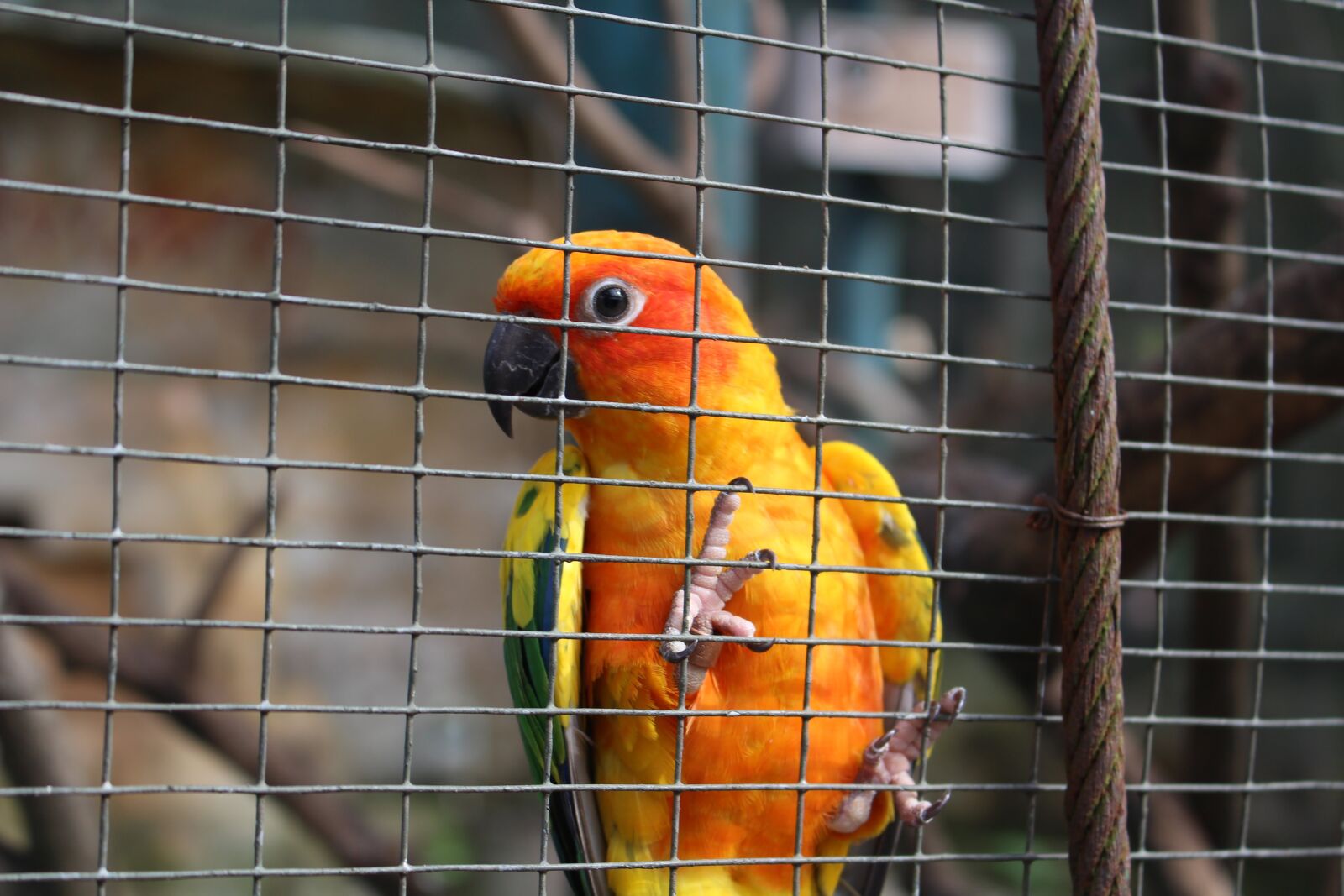 Canon EOS 100D (EOS Rebel SL1 / EOS Kiss X7) sample photo. Bird, orange, colour photography