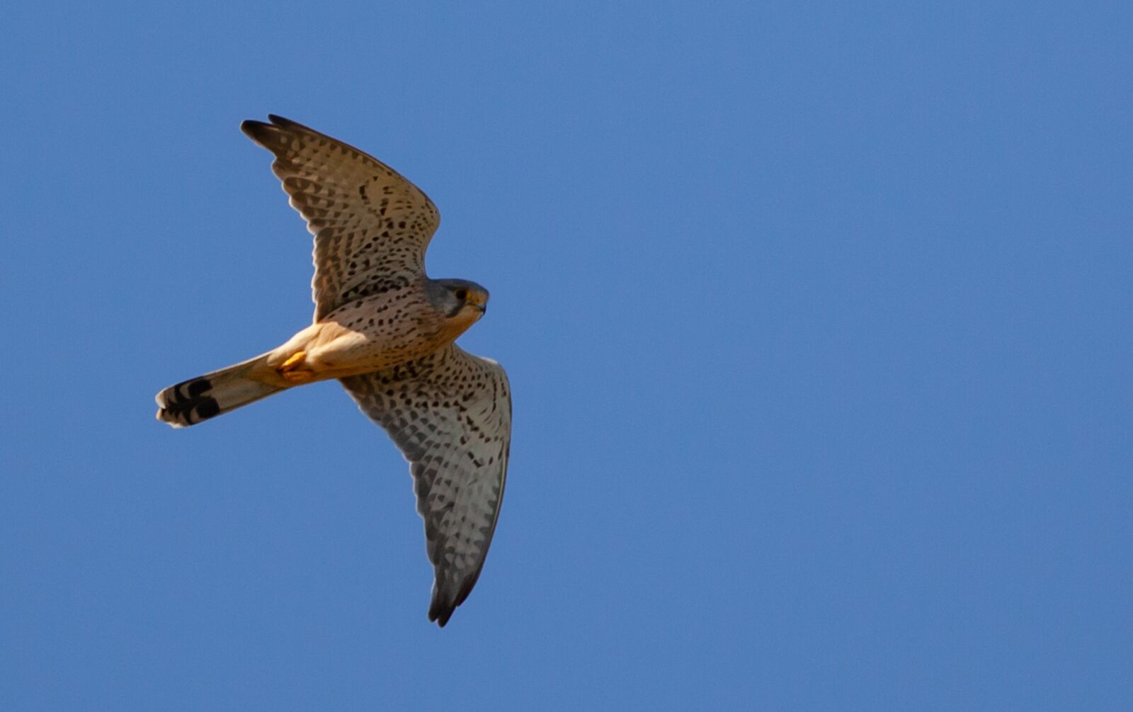 Canon EOS 5D Mark II sample photo. Kestrel, hunting, flying photography