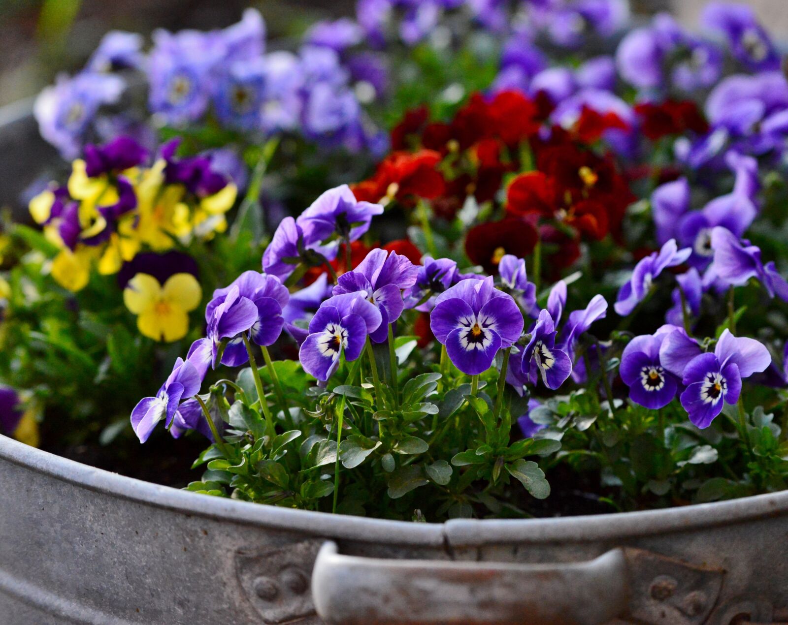 Nikon D600 sample photo. Violets, flowers, nature photography