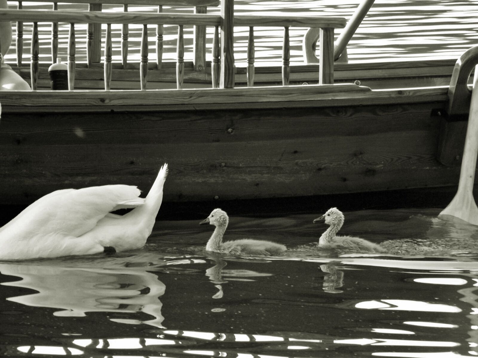 Kodak EASYSHARE Z8612 IS DIGITAL CAMERA sample photo. Animal, swans, boy photography