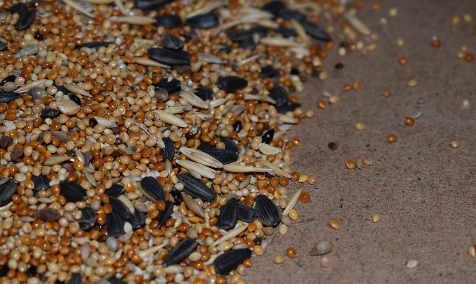 Nikon D3500 sample photo. Placer, grain, sunflower seeds photography