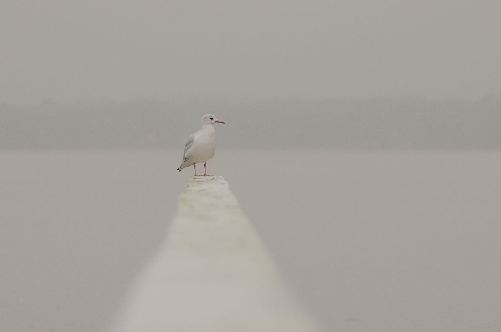 Nikon D7000 sample photo. Seagull, bird, sea photography
