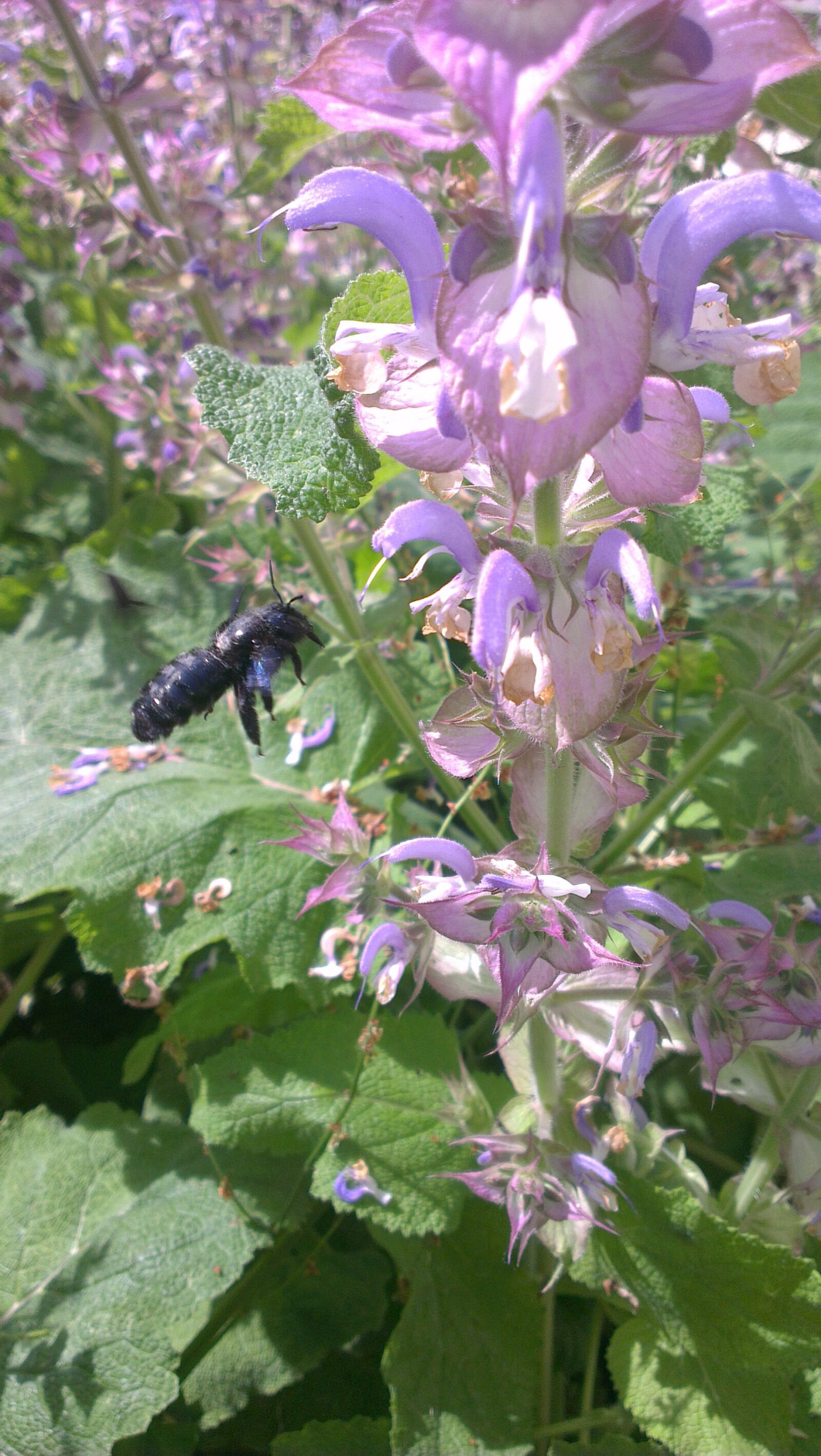 HTC ONE X sample photo. Bee, carpenter bee, insect photography