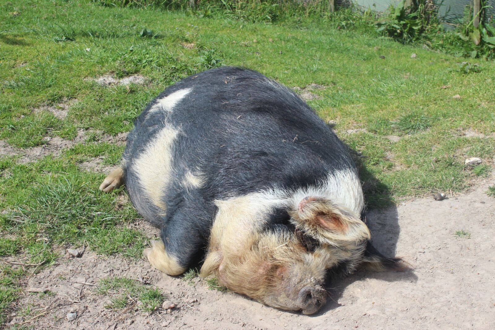 Canon EOS 600D (Rebel EOS T3i / EOS Kiss X5) sample photo. Pig, animal, lazy photography