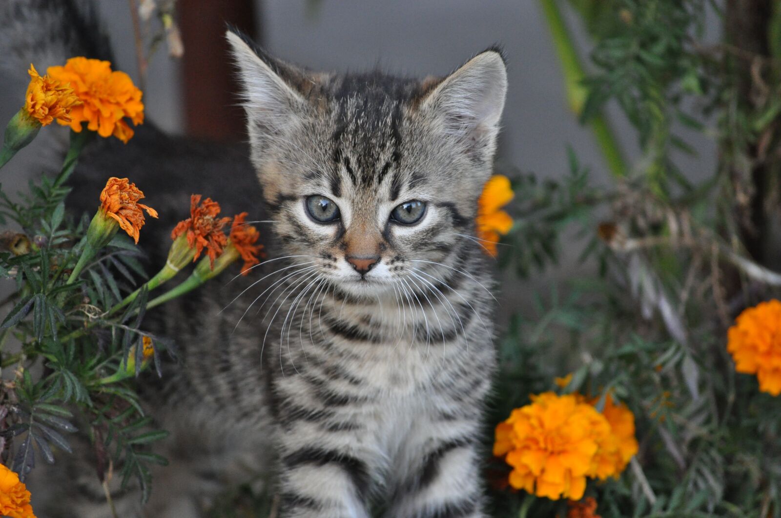 Nikon D5000 sample photo. Animals, kitten, a young photography