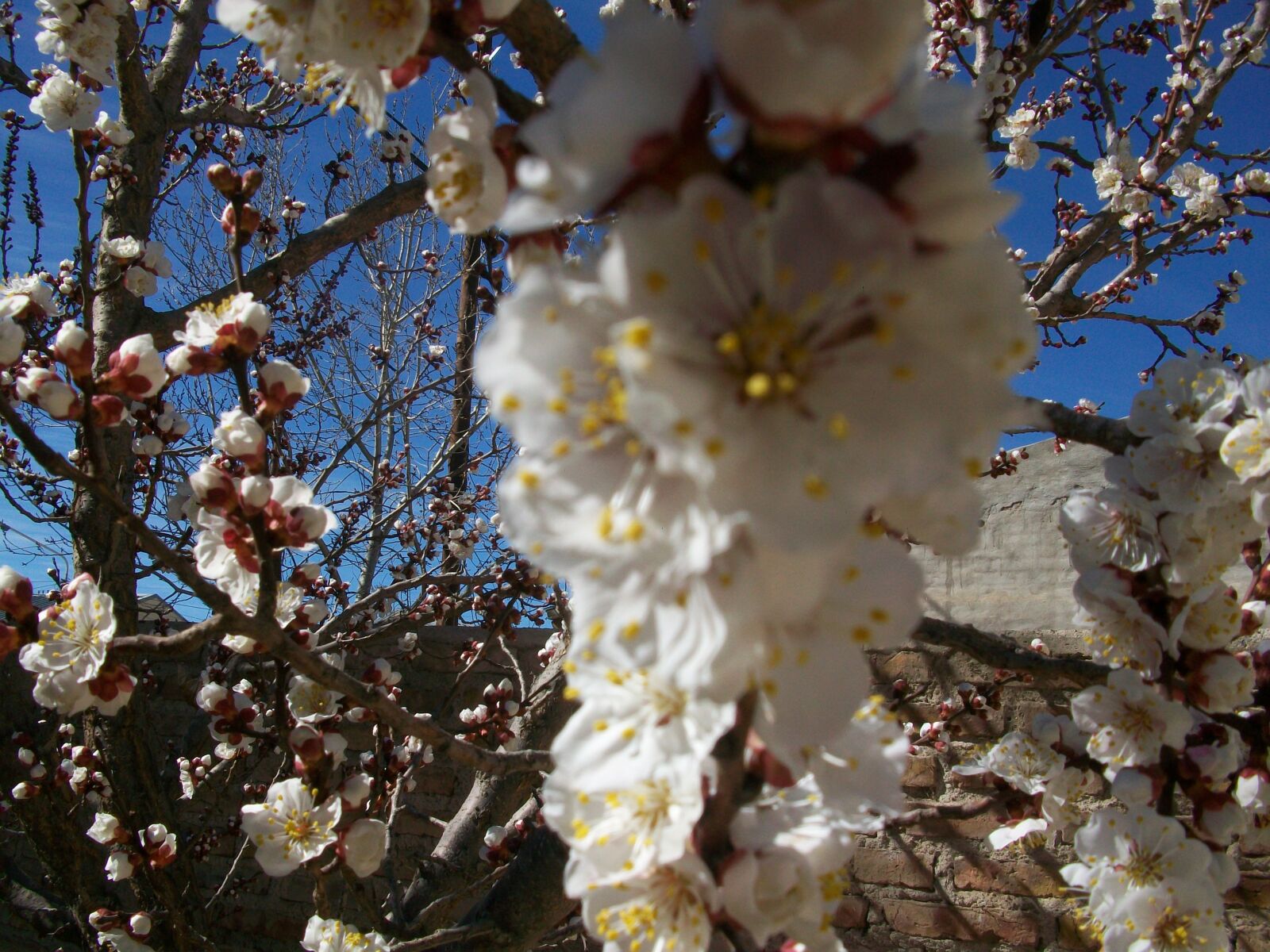 Kodak EASYSHARE M1063 DIGITAL CAMERA sample photo. Flower, spring, nature photography