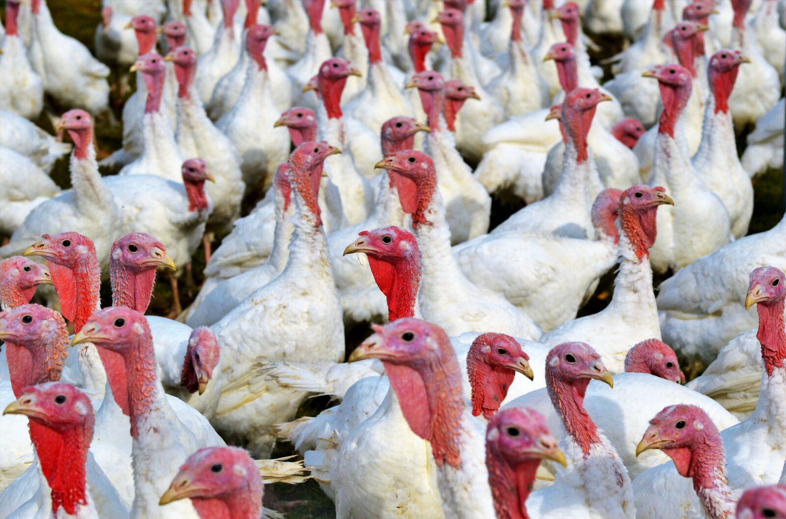 Nikon D3200 sample photo. Turkeys, birds, plumage photography