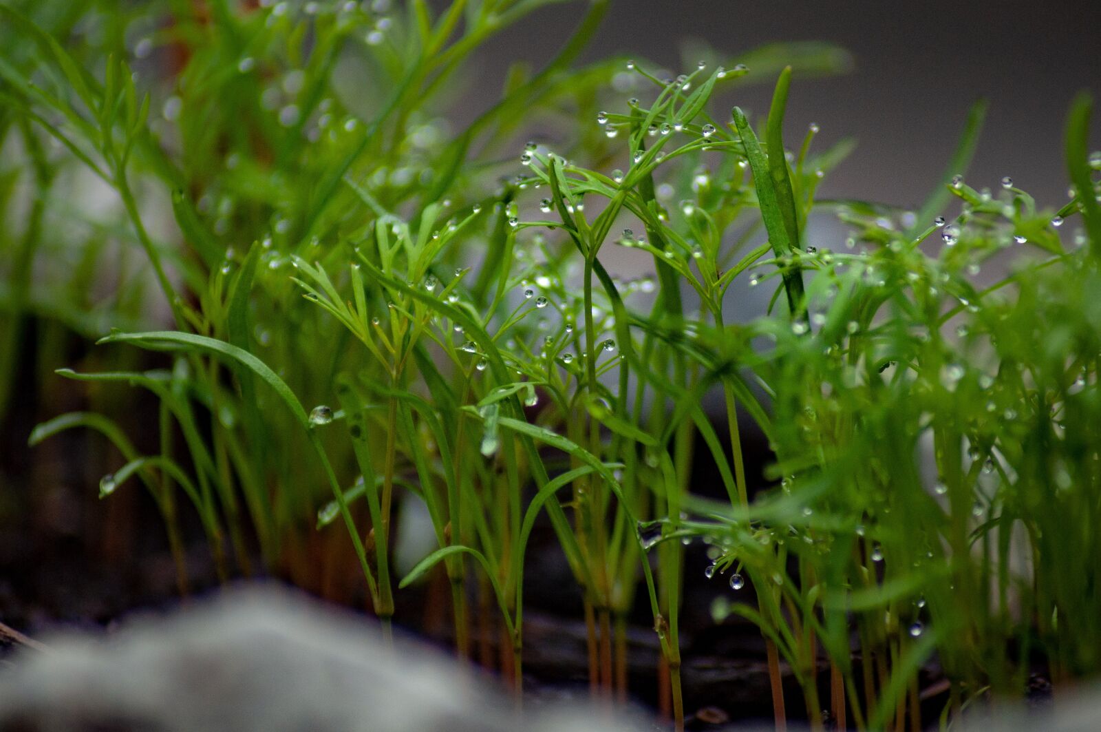Nikon D5000 sample photo. Herbs, dill, fresh photography