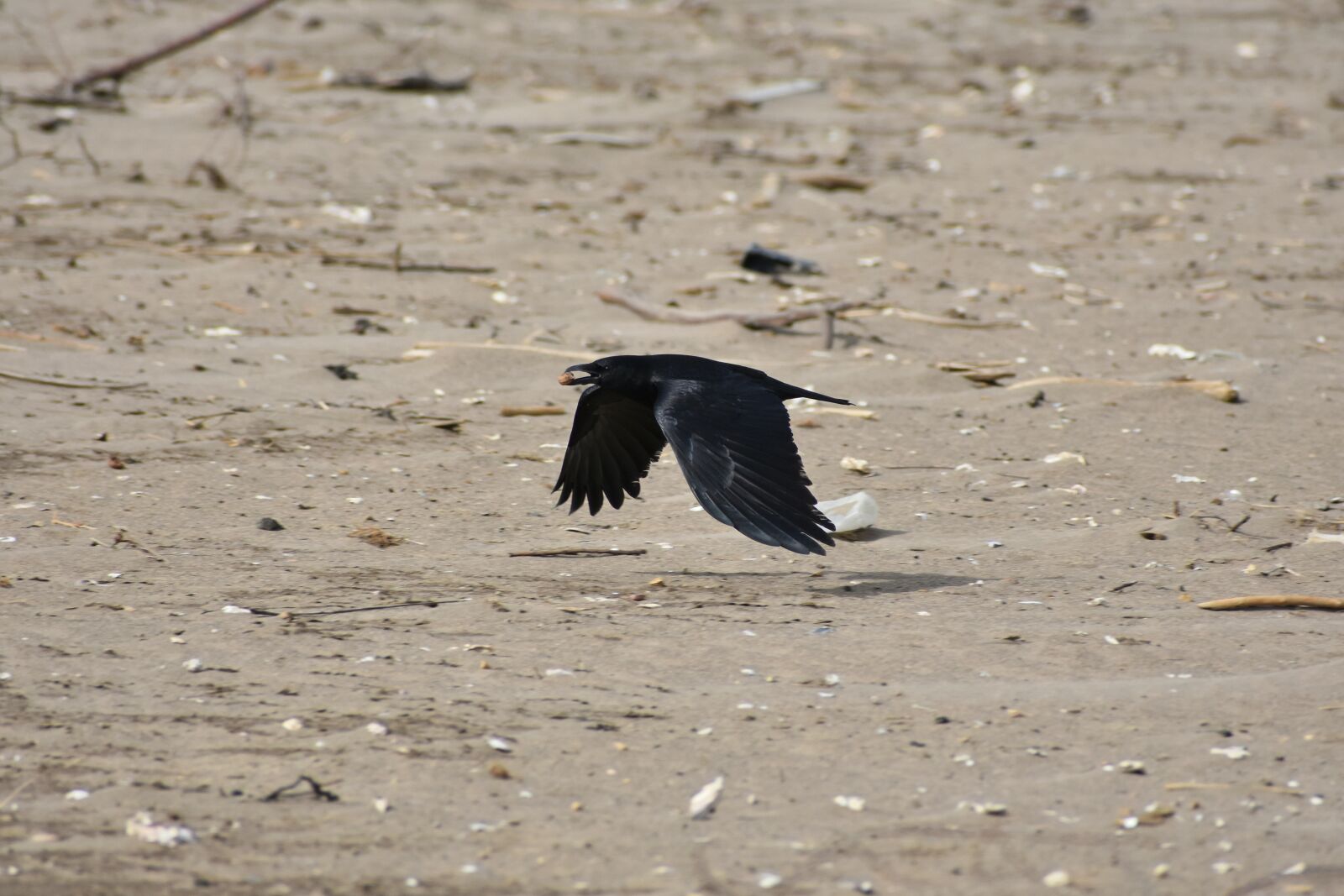 Nikon D7200 sample photo. Animal, sea, beach photography