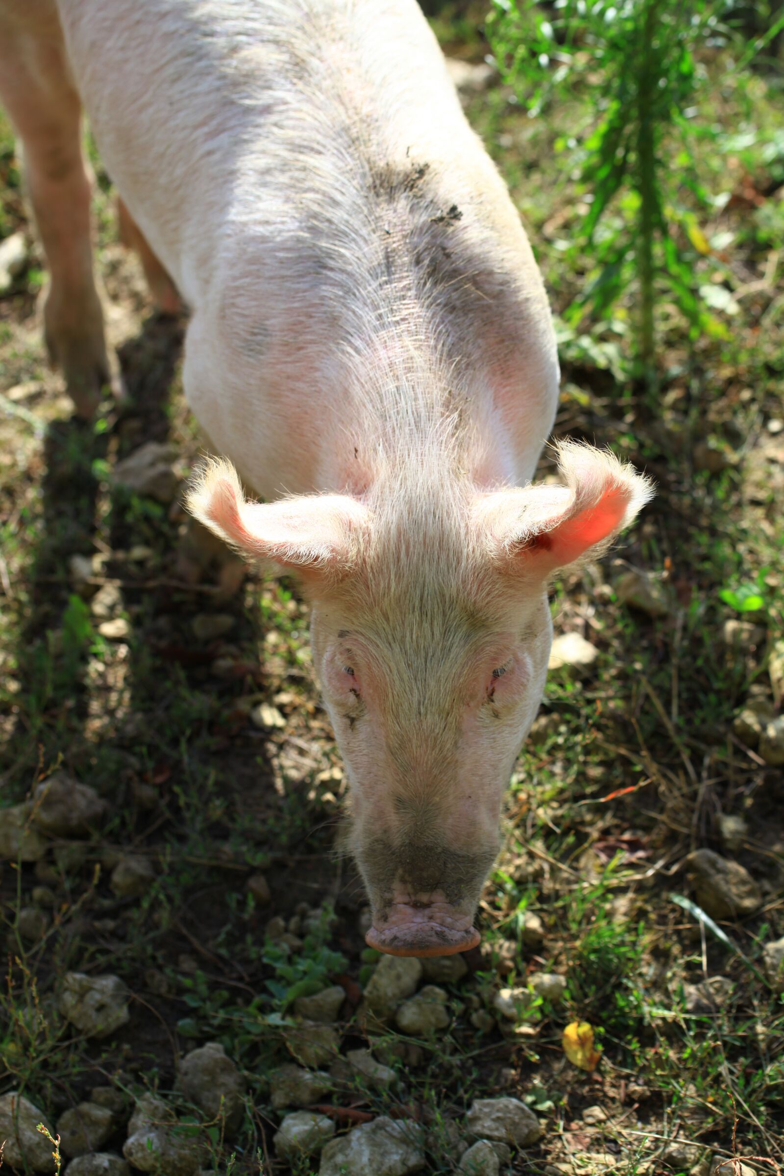 Canon EOS 5D Mark II sample photo. Pig, pink, farm photography