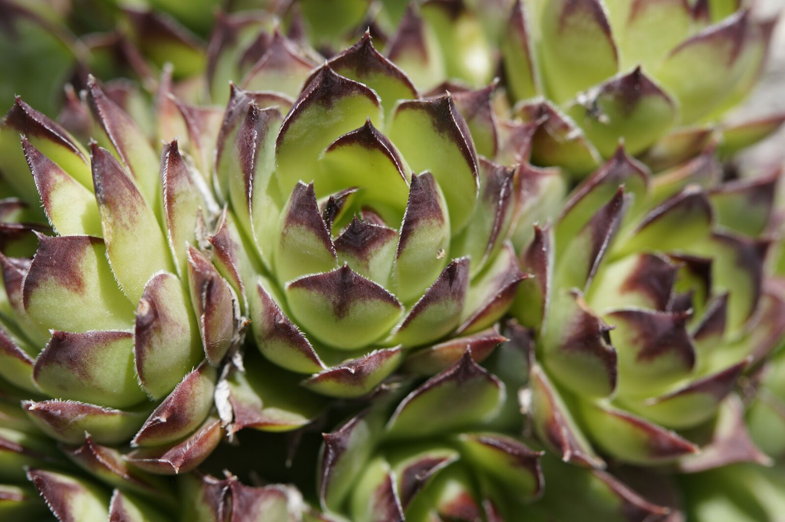 Sony SLT-A58 sample photo. Succulents, structure, texture photography