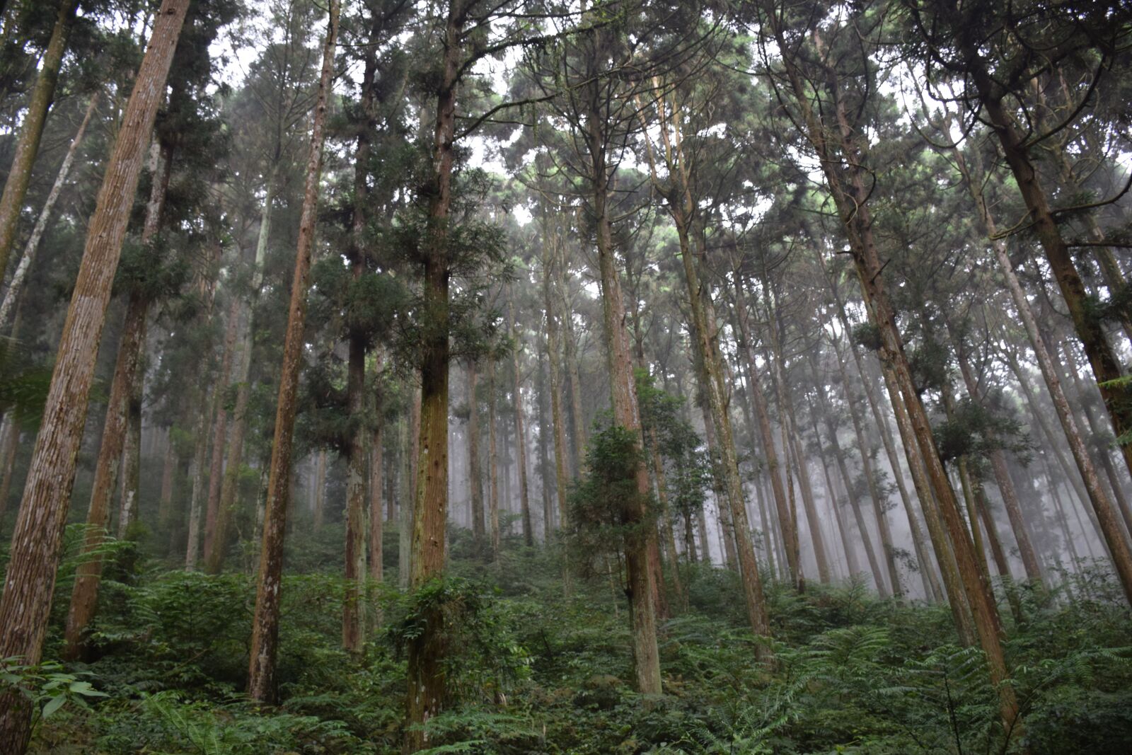 Nikon D5300 sample photo. Tree, woods, environment photography