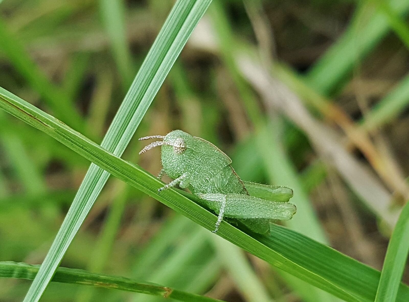 Samsung Galaxy Note5 sample photo. Grasshopper, nymph, greenstriped grasshopper photography