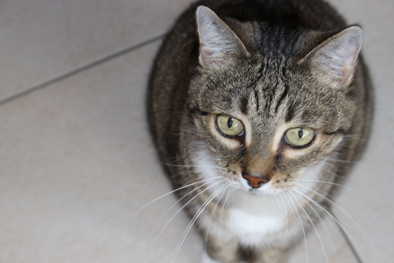 Canon EOS 700D (EOS Rebel T5i / EOS Kiss X7i) sample photo. Cat, face, eyes photography
