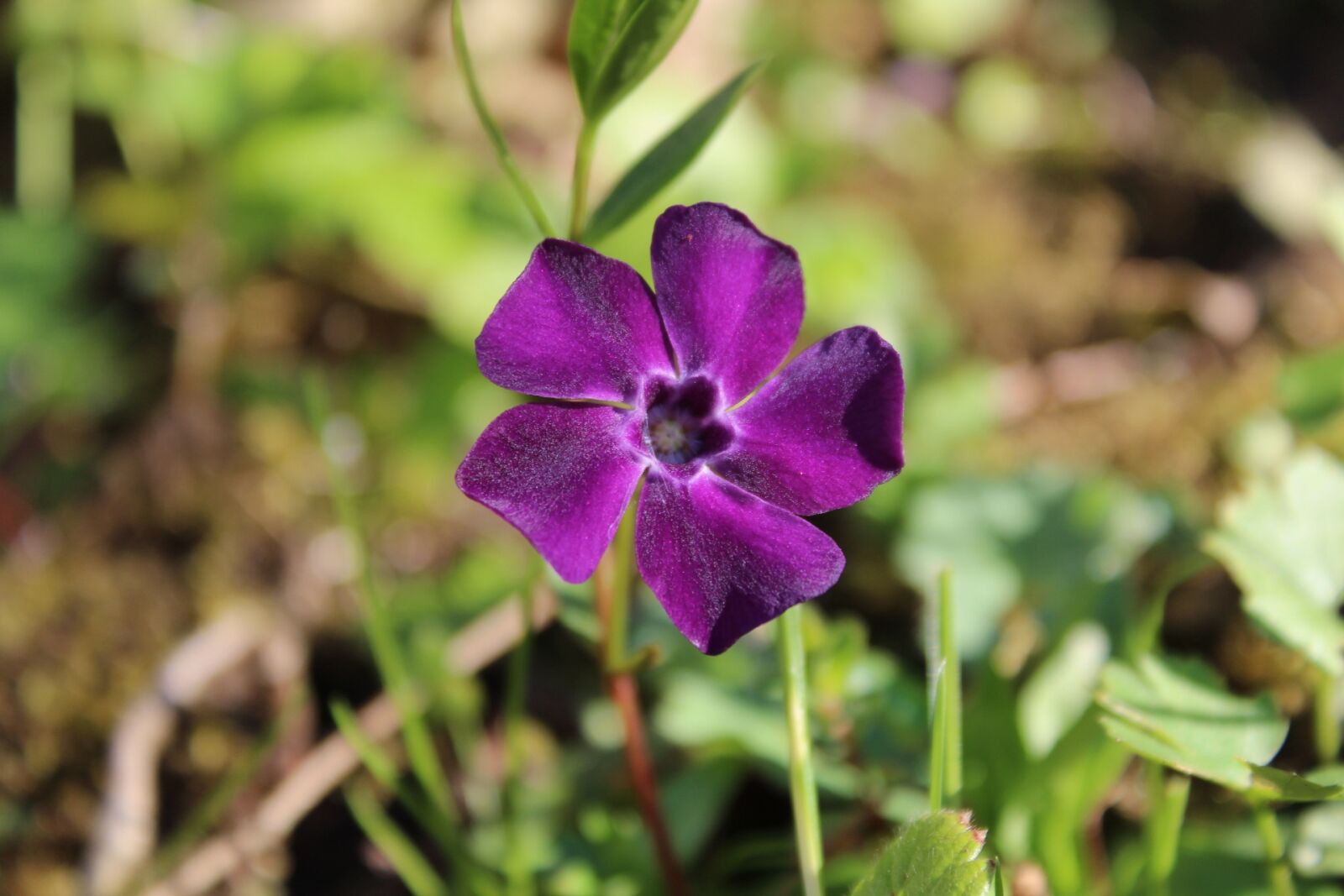 Canon EOS 1300D (EOS Rebel T6 / EOS Kiss X80) sample photo. Flower, purple, nature photography