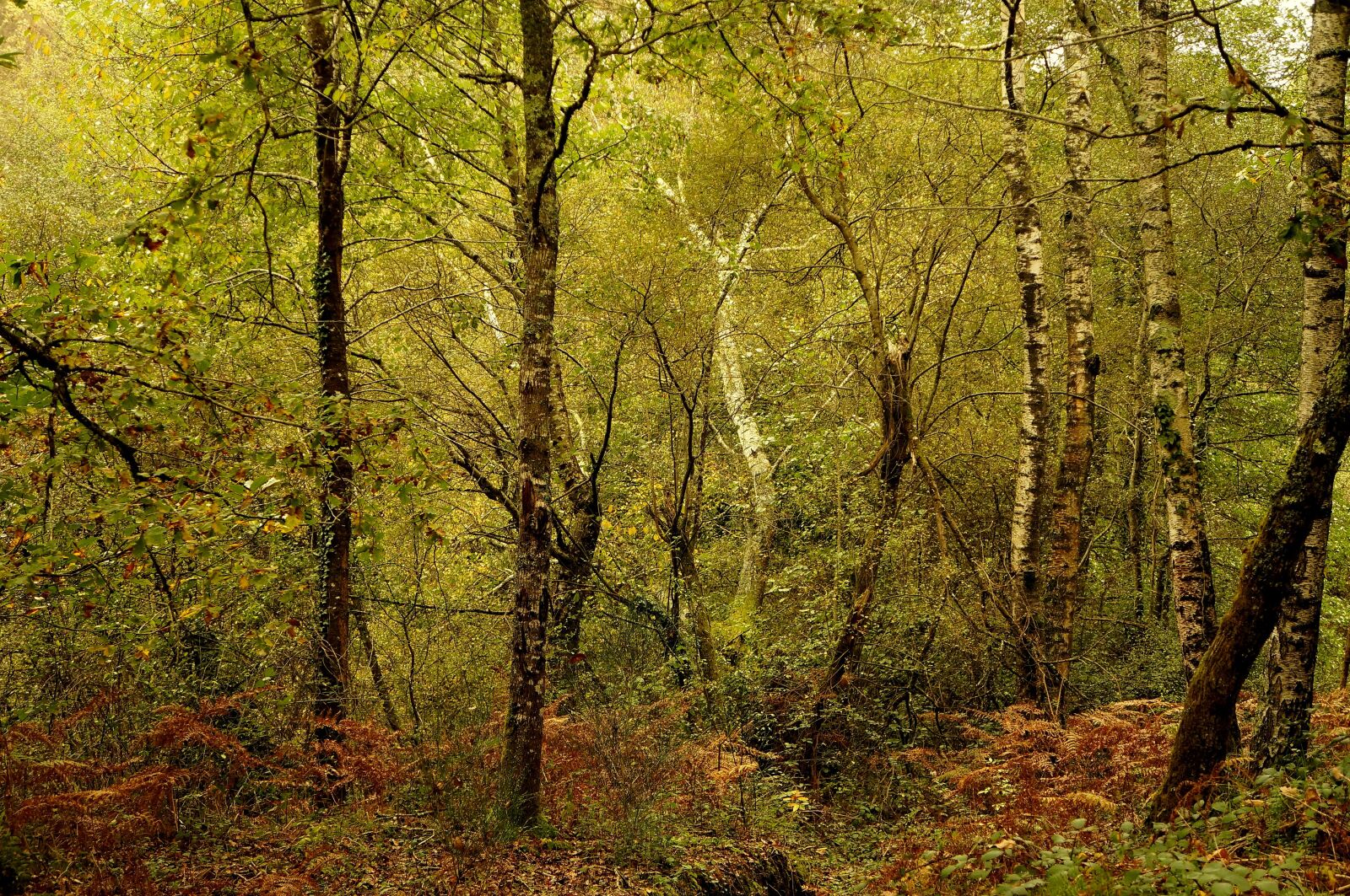 Sony Alpha NEX-5N sample photo. Under wood, fall, september photography