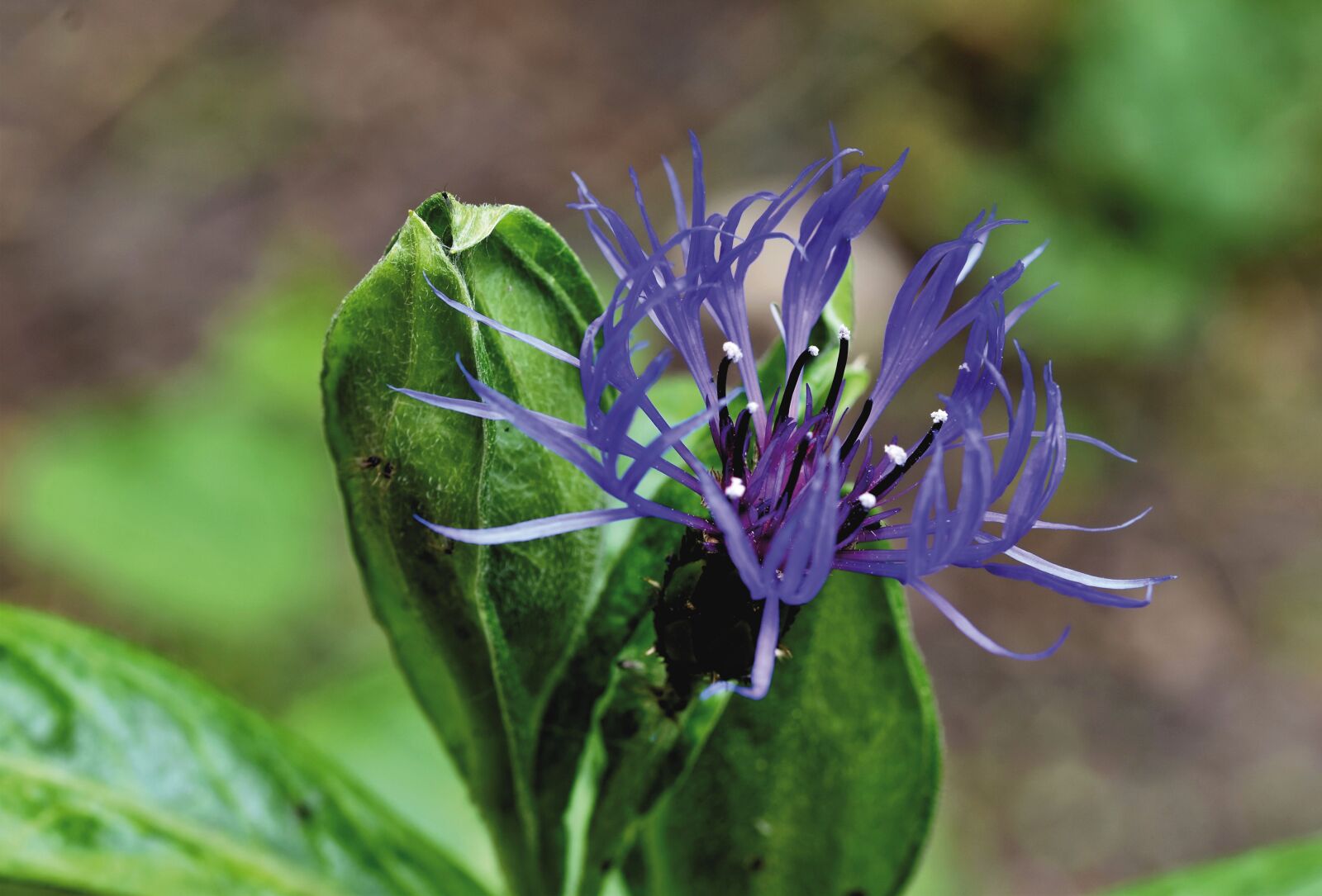 Nikon D7200 sample photo. Cornflower, zyane, composites photography