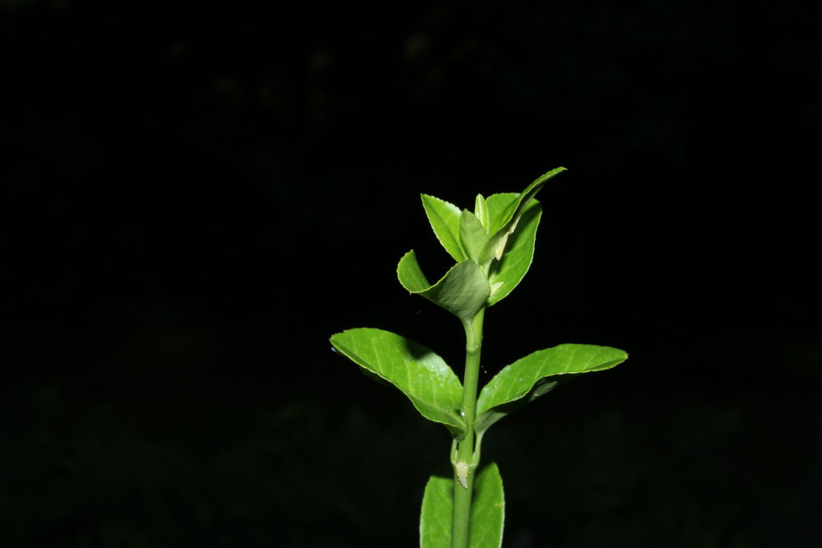 Canon EOS 1300D (EOS Rebel T6 / EOS Kiss X80) sample photo. Plant, dark, green photography