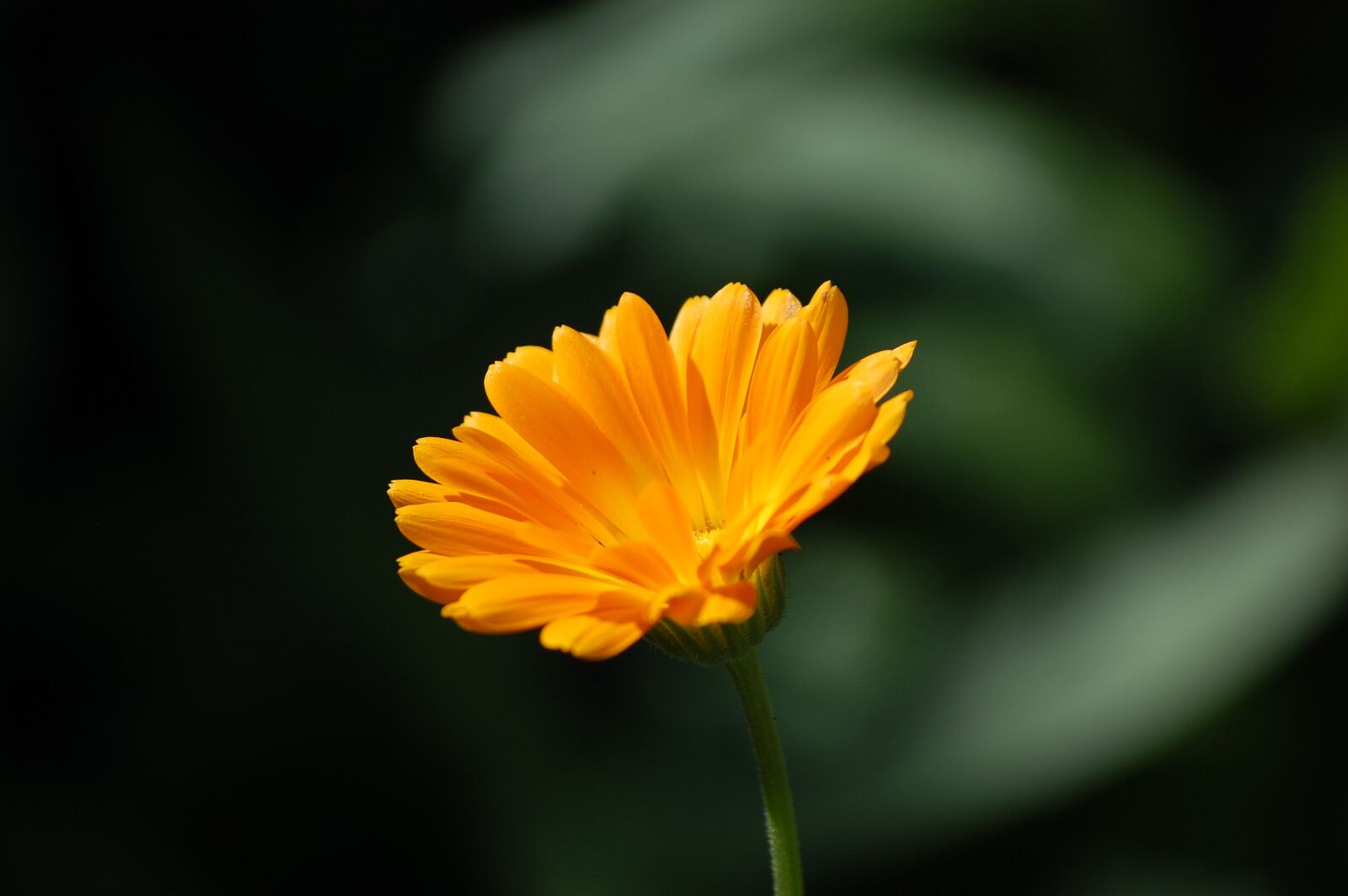 Nikon D40 sample photo. Flower, nature, spring photography