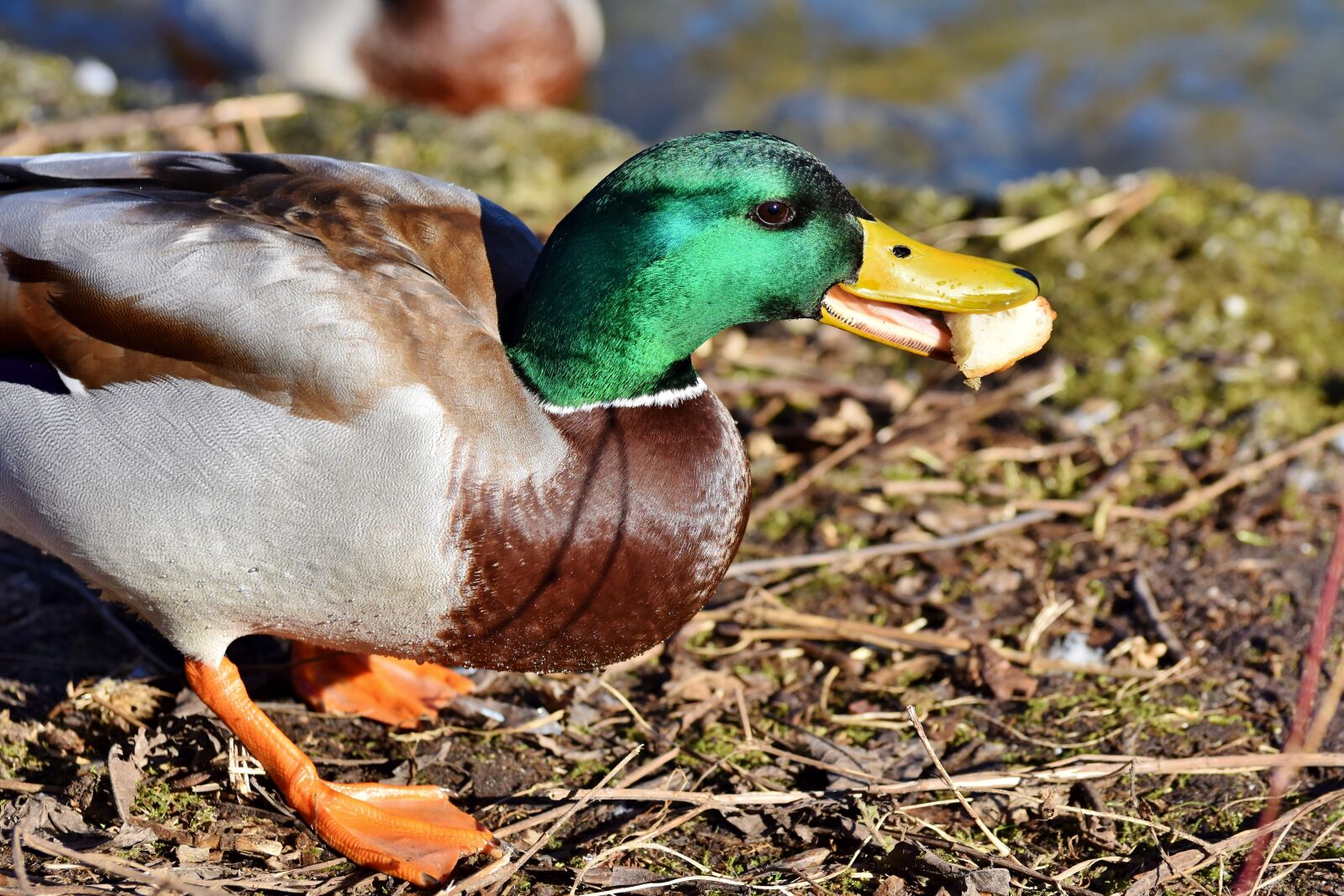 Nikon D7200 sample photo. Mallard, duck, water bird photography